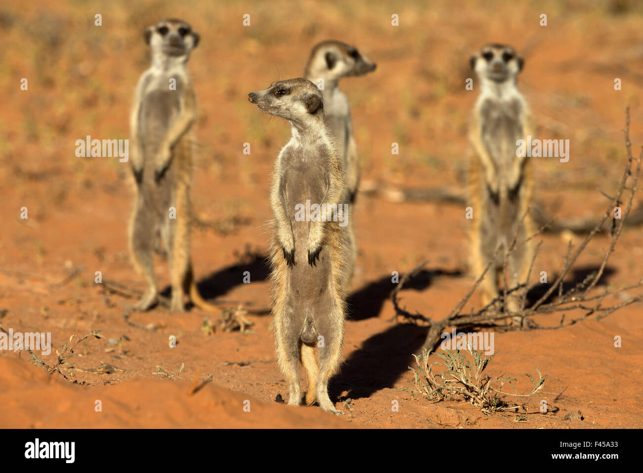 Meerkats (Suricata suricatta) avviso permanente, Kgalagadi Parco transfrontaliero, Northern Cape, Sud Africa, gennaio. Foto Stock