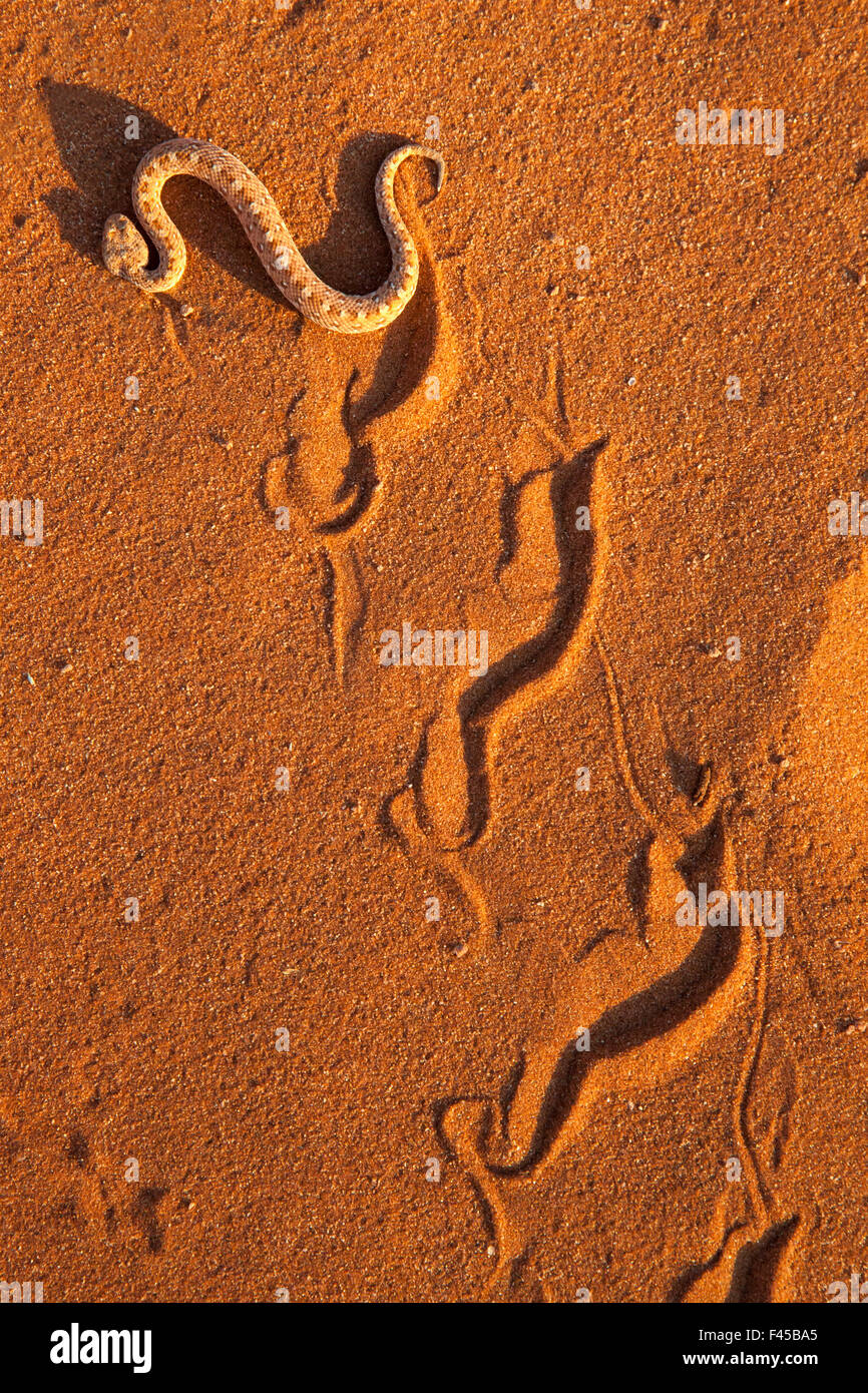 Peringuey il sommatore / Sidewinding sommatore (Bitis peringueyi), 'sidewinding', Namib Desert, Namibia, può Foto Stock Peringuey il sommatore / Sidewinding sommatore (Bitis peringueyi), 'sidewinding', Namib Desert, Namibia, può Foto Stock