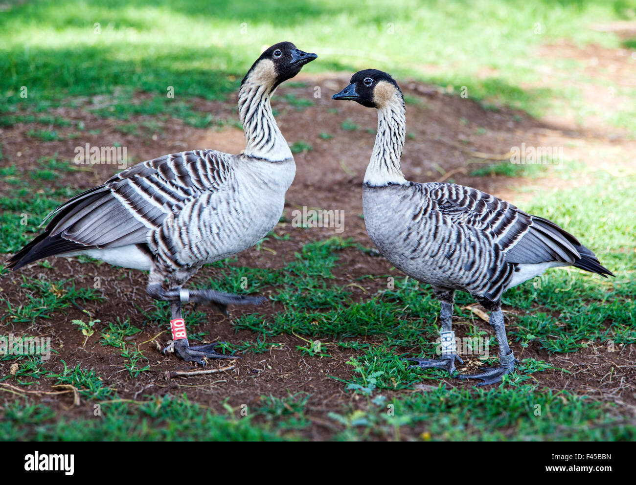 Minacciate di estinzione di uccelli dello stato delle Hawaii, Nene, oca hawaiana, lontana parente di oca Canadese Foto Stock
