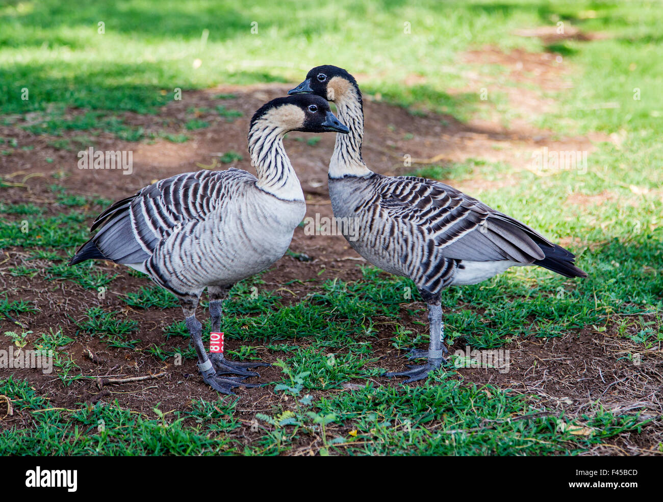 Minacciate di estinzione di uccelli dello stato delle Hawaii, Nene, oca hawaiana, lontana parente di oca Canadese Foto Stock