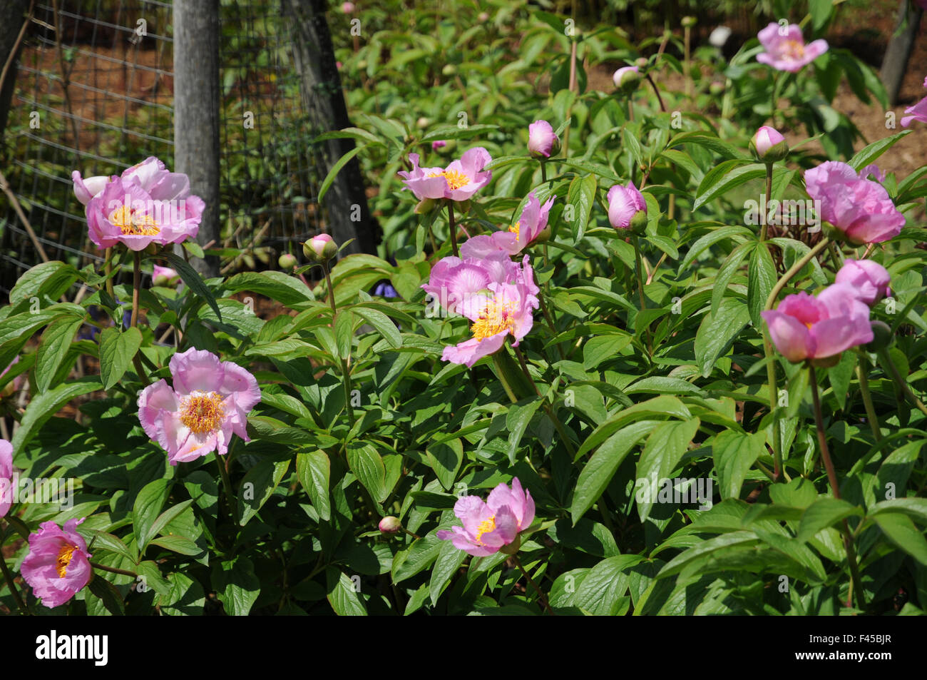 Peonia Foto Stock