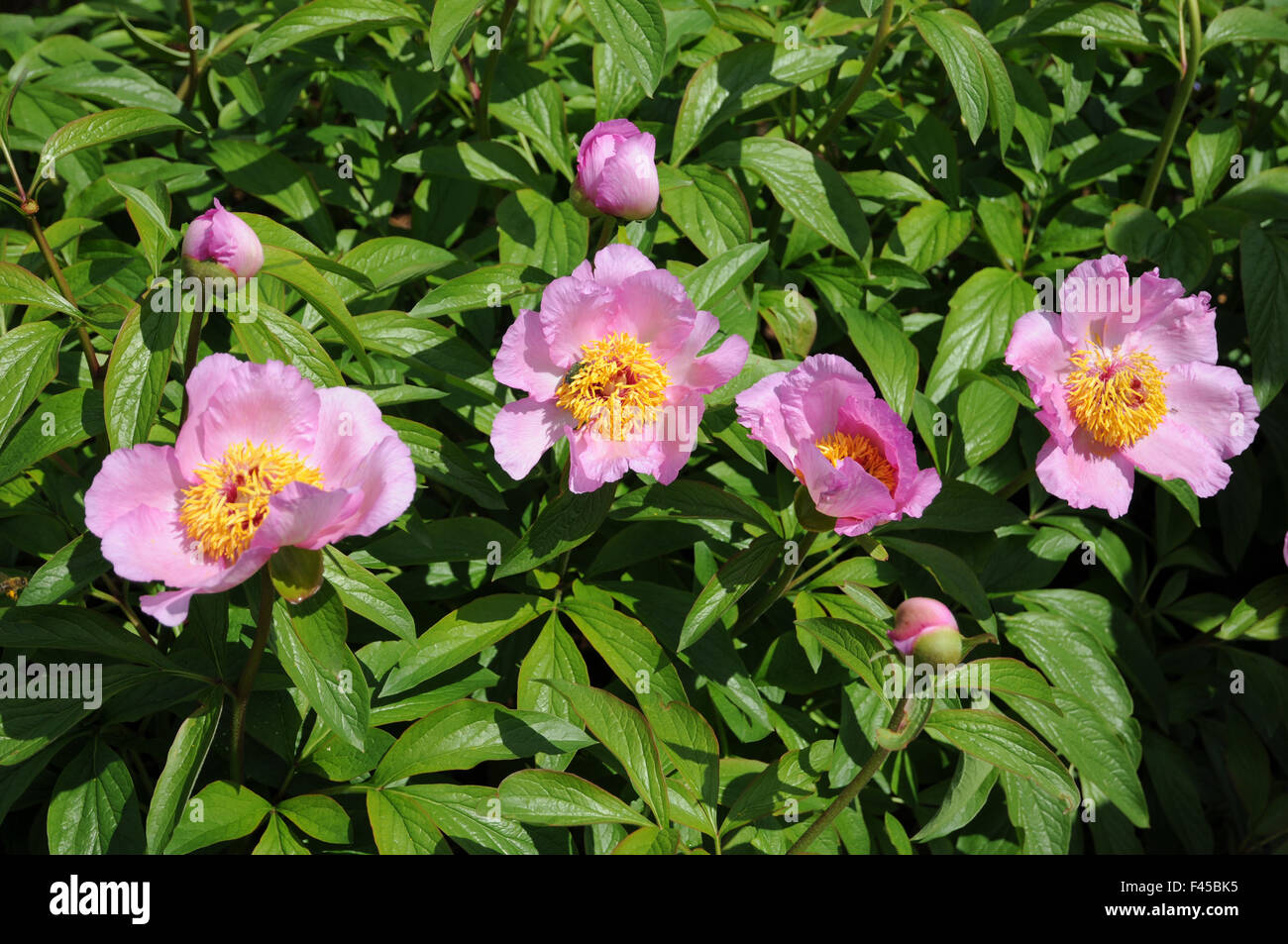 Peonia Foto Stock
