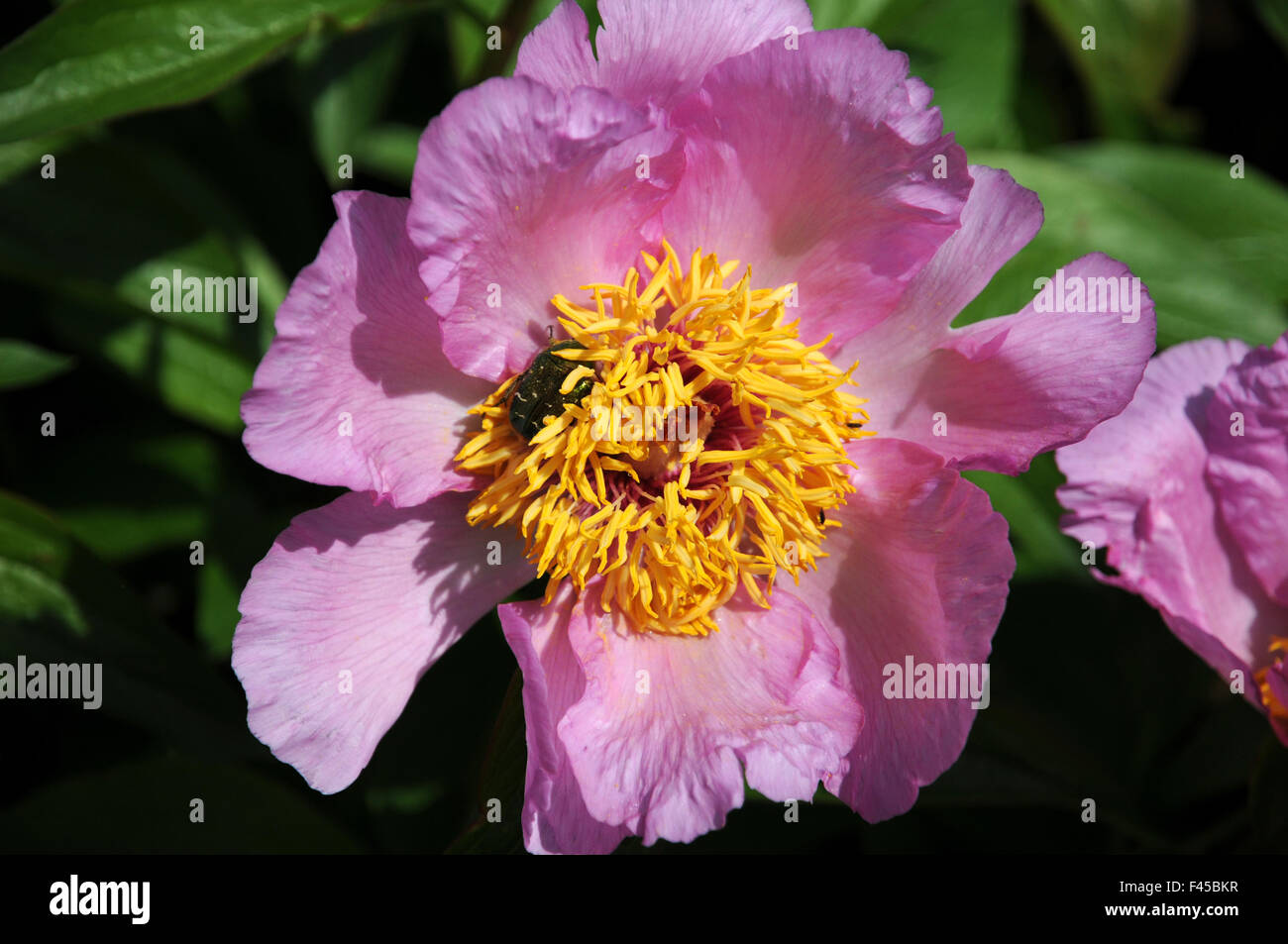 Peonia Foto Stock