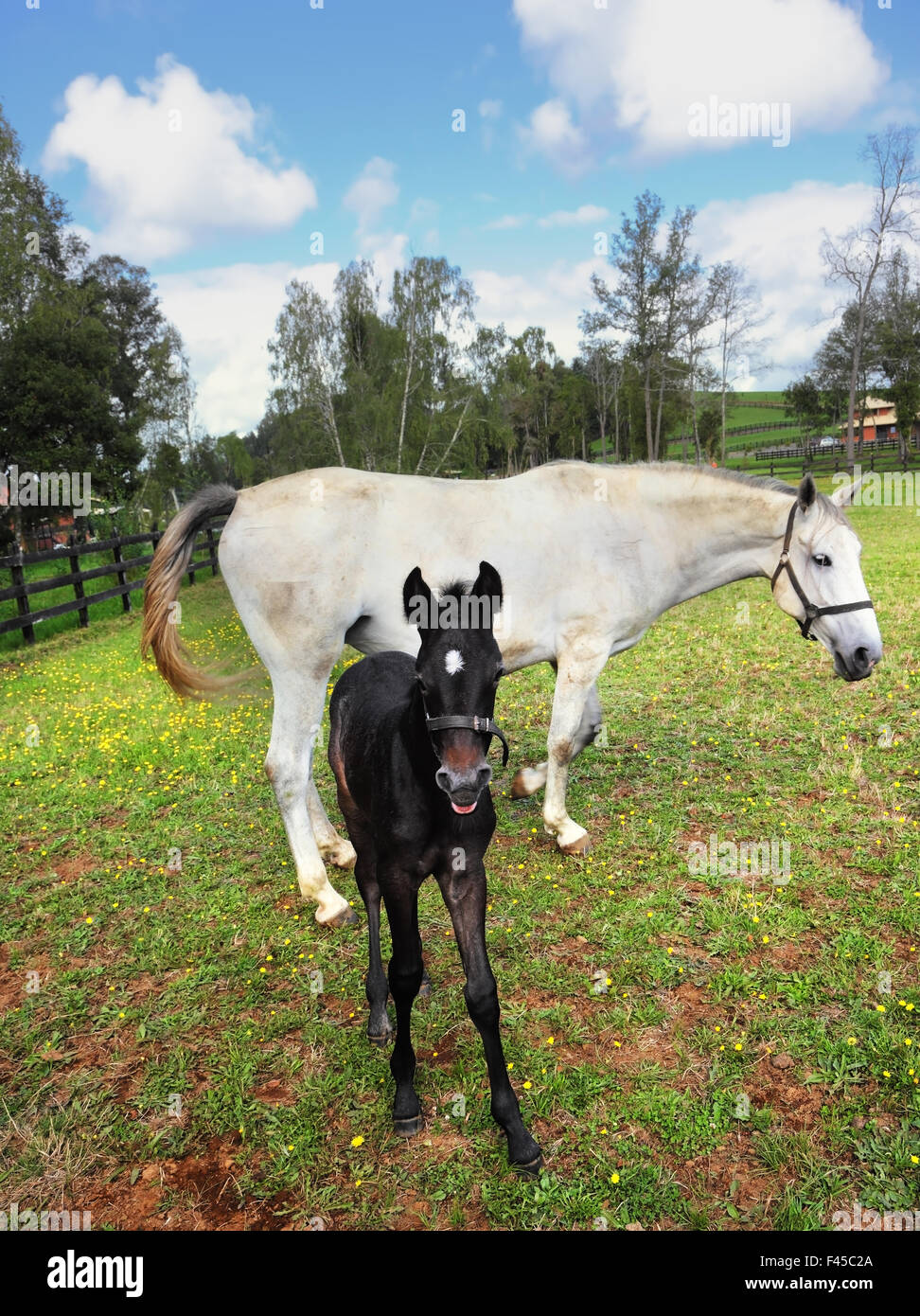 Purosangue cavallo bianco con la colt Foto Stock