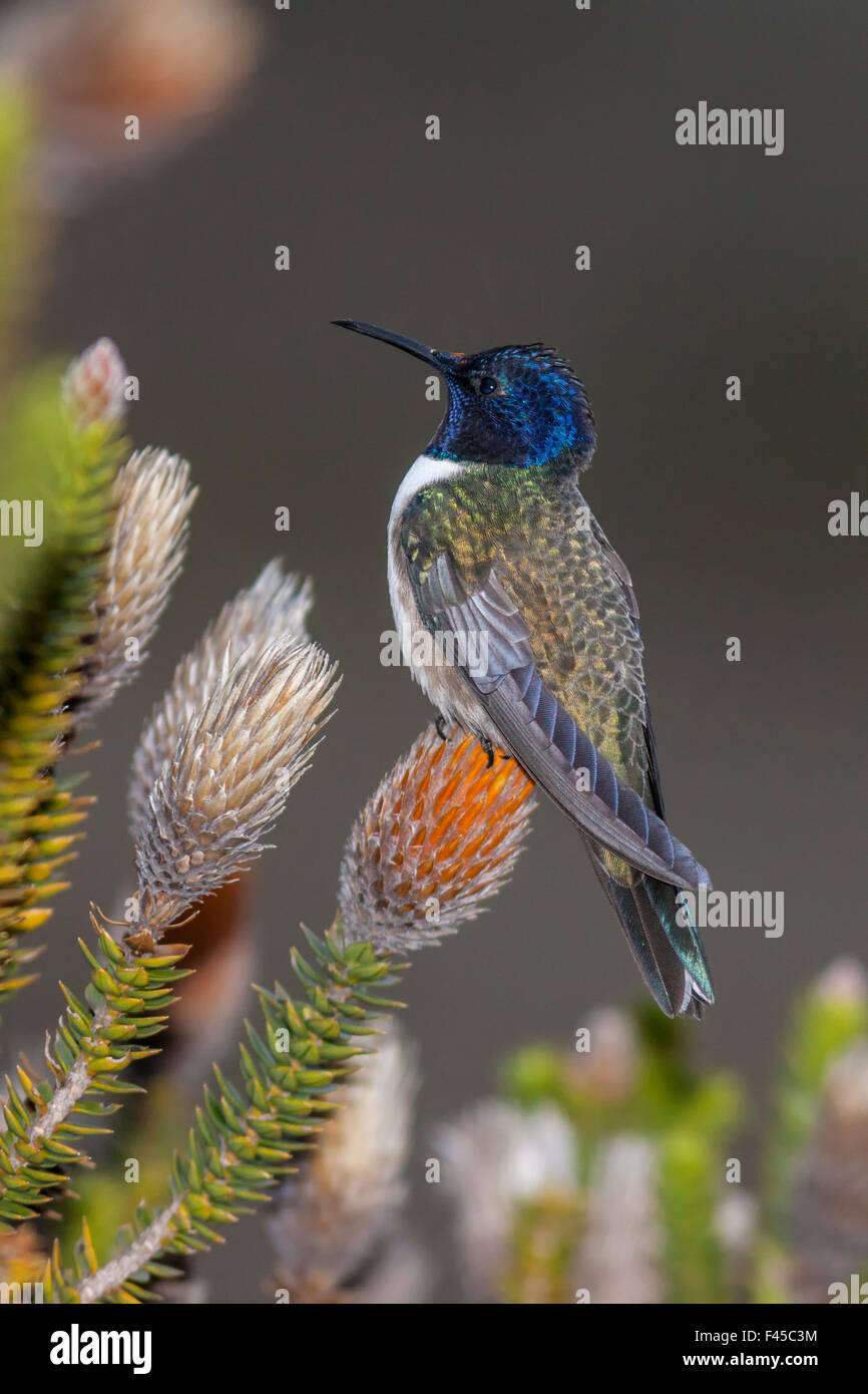 Hillstar ecuadoriana Hummingbird (Oreotrochilus chimborazo) arroccato su Chuquiraga (Chuquiraga jussieui) , Parco Nazionale Cotopaxi, Ecuador Foto Stock