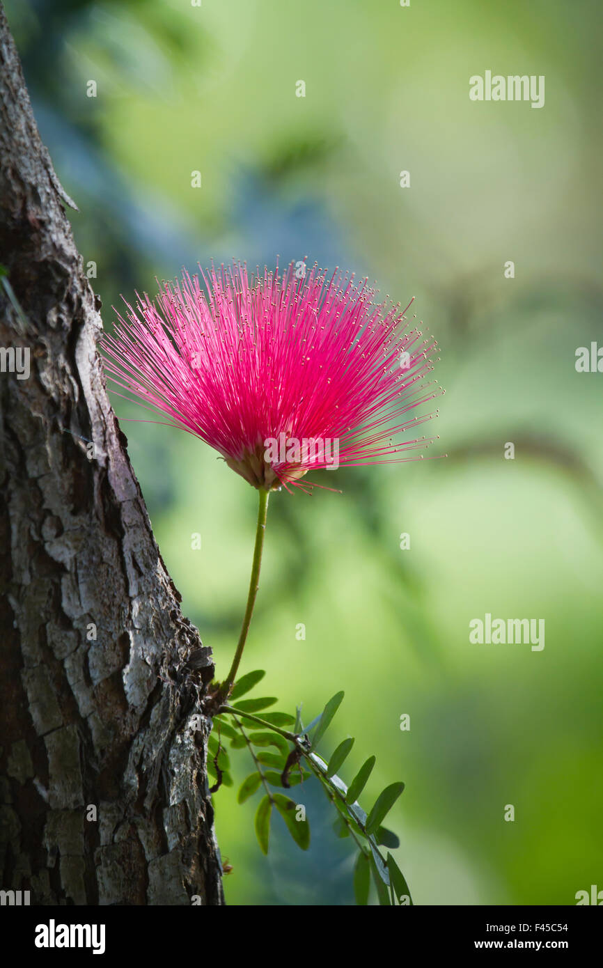 Polvere rossa puff specie floreali Caliandra in Nepal Foto Stock