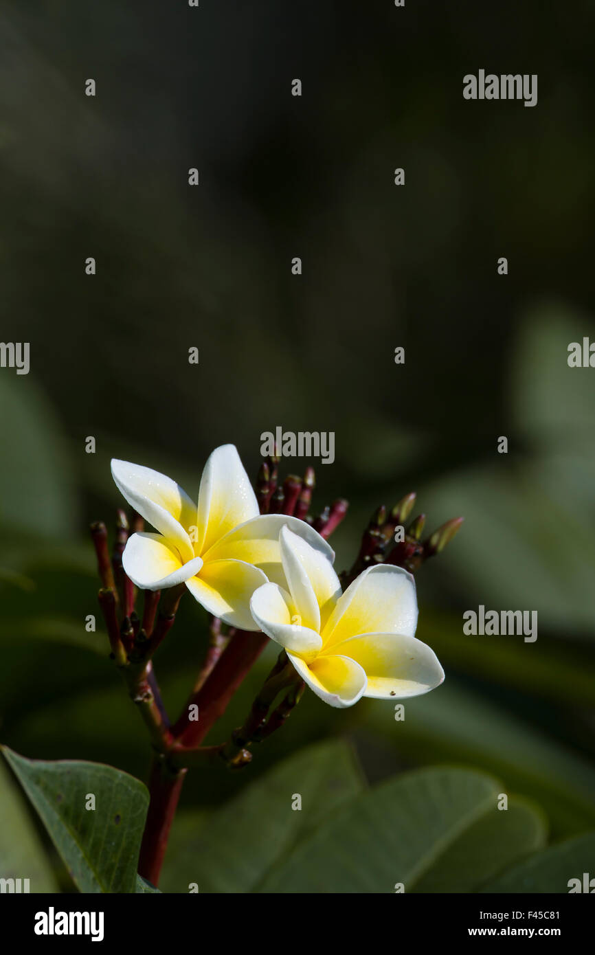 Fiore di tiarè specie Gardenia taitensis in Nepal Foto Stock