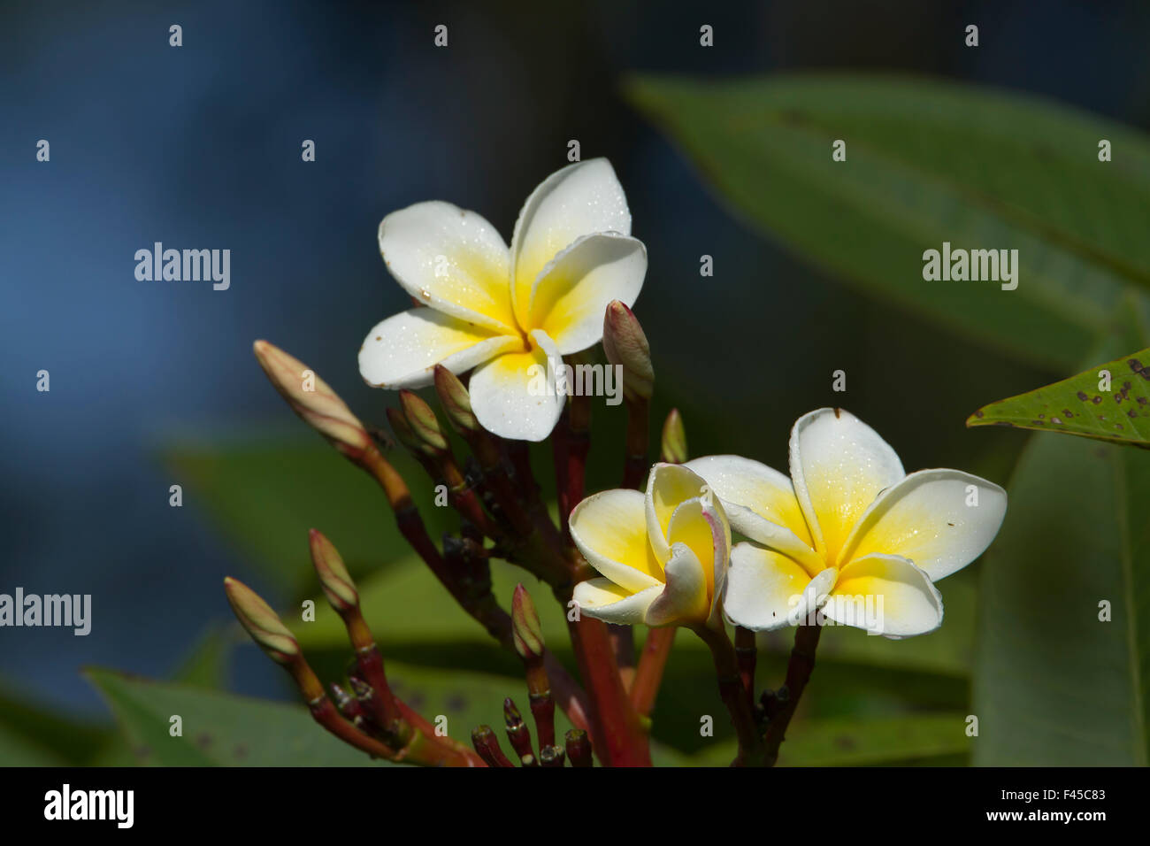 Fiore di tiarè specie Gardenia taitensis in Nepal Foto Stock