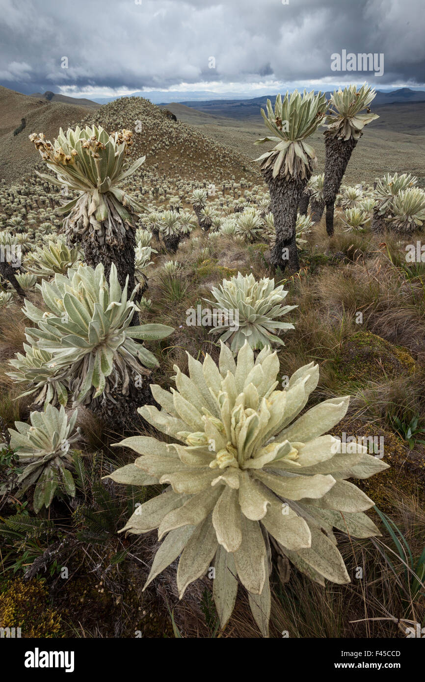 Piante Frailejon (Espeletia pycnophylla) a Voldero lagune, Riserva Ecologica El Angel, provincia di Carchi ha, Ecuador Foto Stock