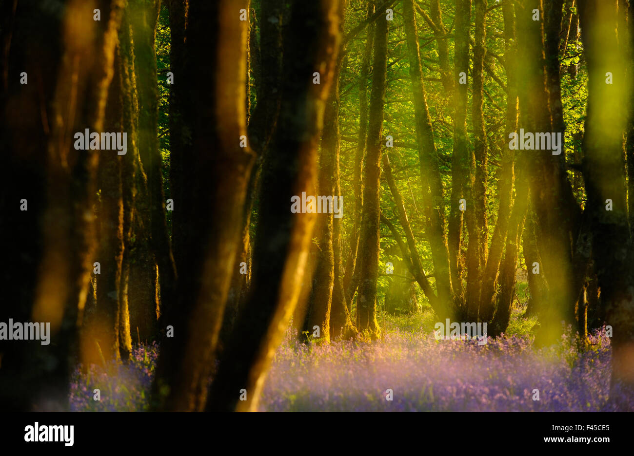 Alder (Alnus glutinosa) legno con bluebells (Hyacinthoides non scripta) esposizione multipla. Argyll, Scozia. Foto Stock