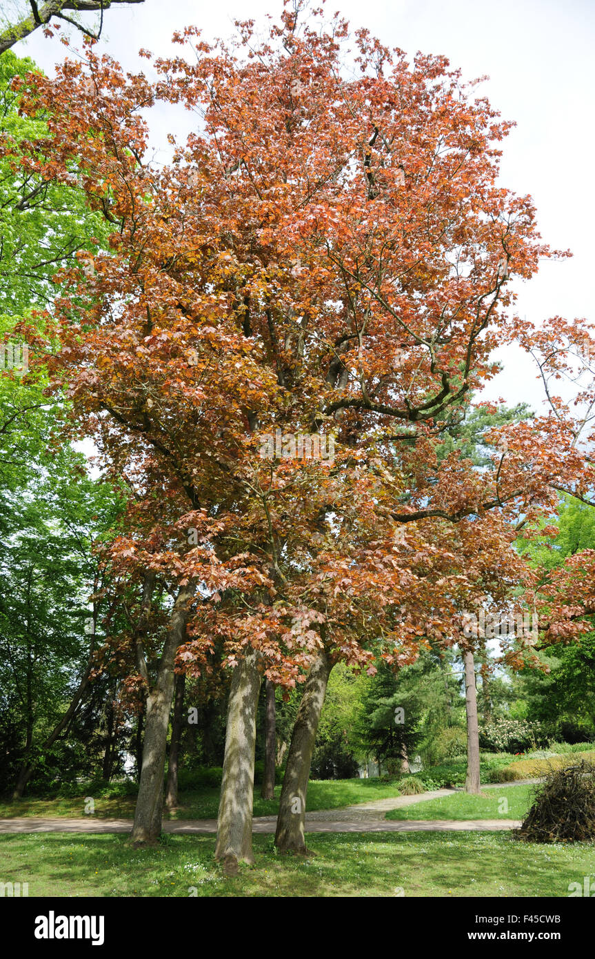 Schwedleri Norvegia maple Foto Stock