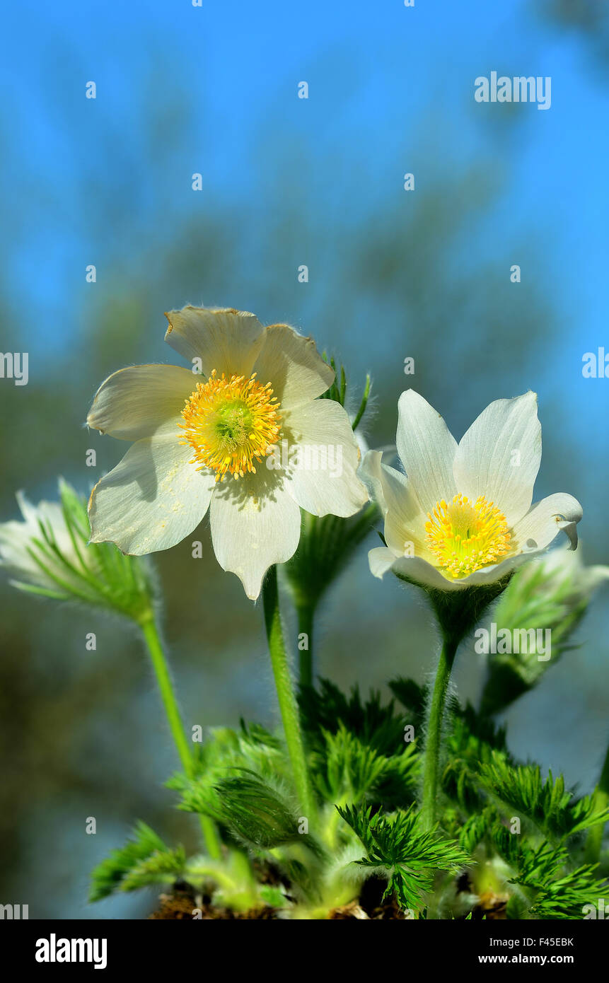 "Pasque; mountain-fiore; Foto Stock