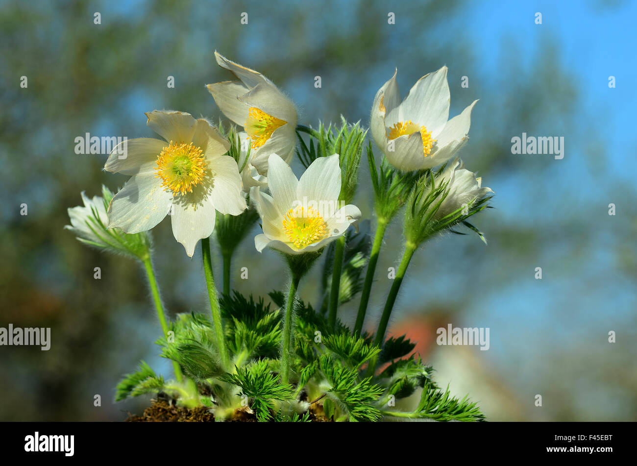 "Pasque; fiori di montagna; alpin-fiore; Foto Stock
