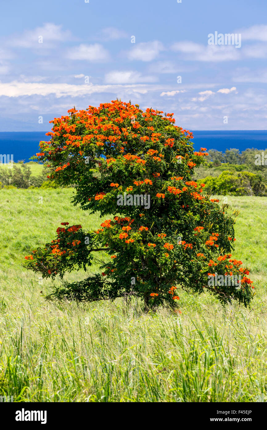 African Tulip Tree o Flame Tree; Spathodea Campanulata; vicino a punto Akoakoa, Big Island delle Hawai'i; USA Foto Stock