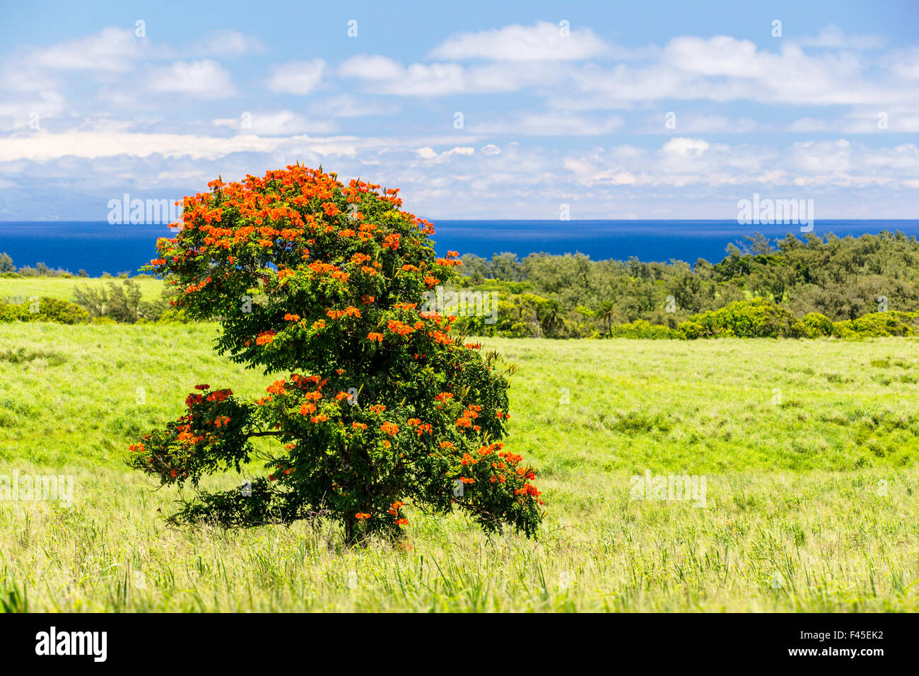 African Tulip Tree o Flame Tree; Spathodea Campanulata; vicino a punto Akoakoa, Big Island delle Hawai'i; USA Foto Stock