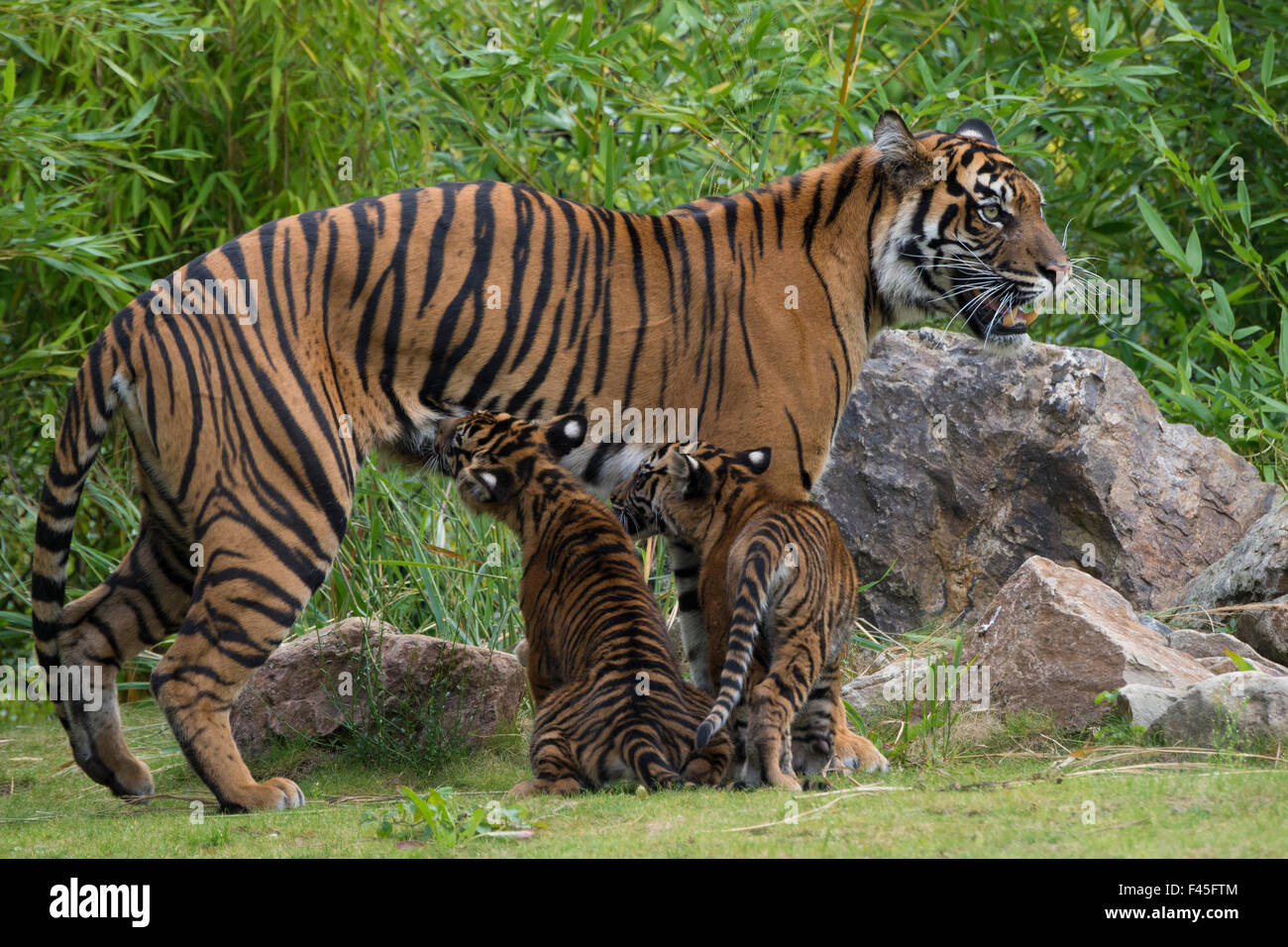 I capretti tigre di Sumatra (Panthera tigris sumatrae), di età compresa tra i 4 mesi, il lattante da sua madre, captive, avviene a Sumatra, Indonesia Foto Stock
