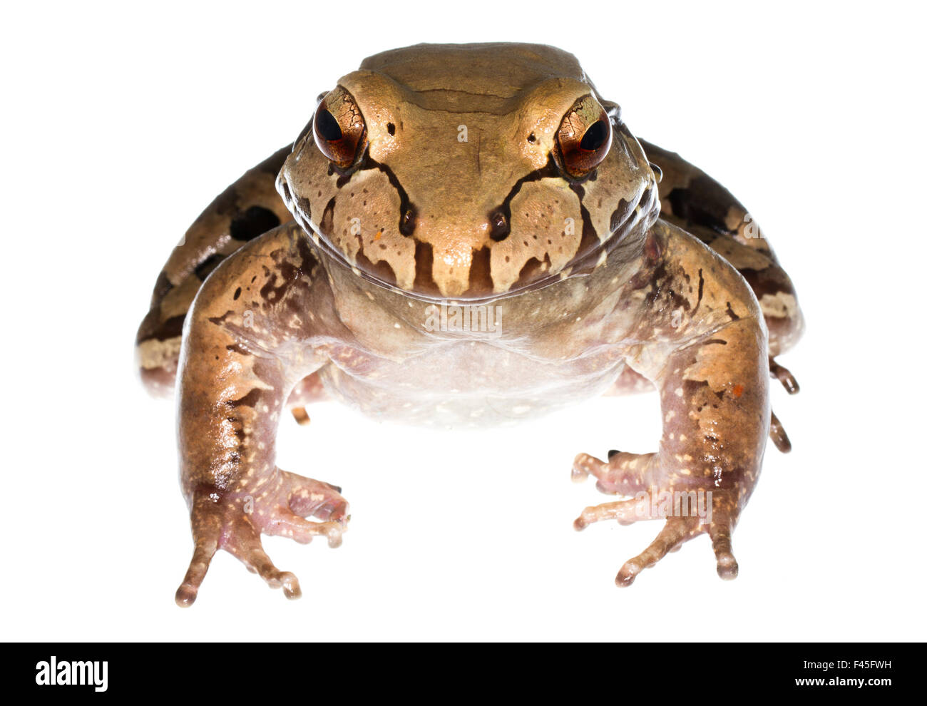 Savage sottile-toed Frog (Leptodactylus savagei) Isla Colon, Panama. Progetto Meetyourneighbors.net Foto Stock