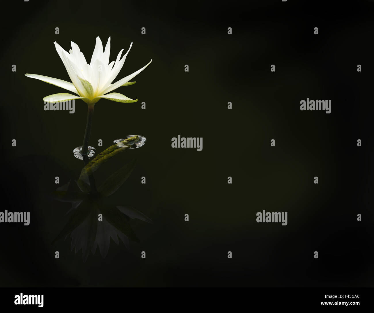 Ninfea bianca sullo sfondo Foto Stock