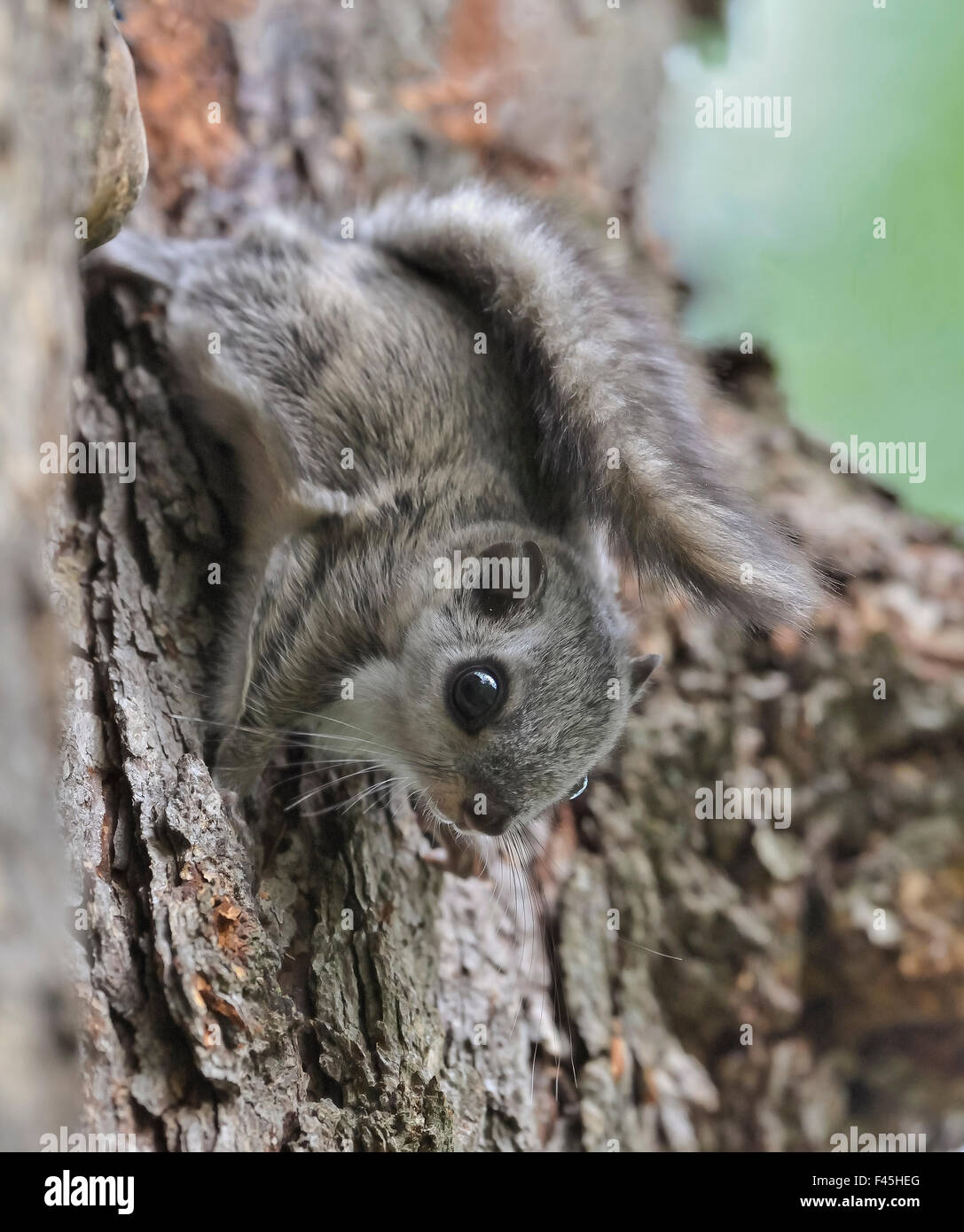 Siberian scoiattolo battenti (Pteromys volans) capretti, Finlandia centrale, Giugno. Foto Stock