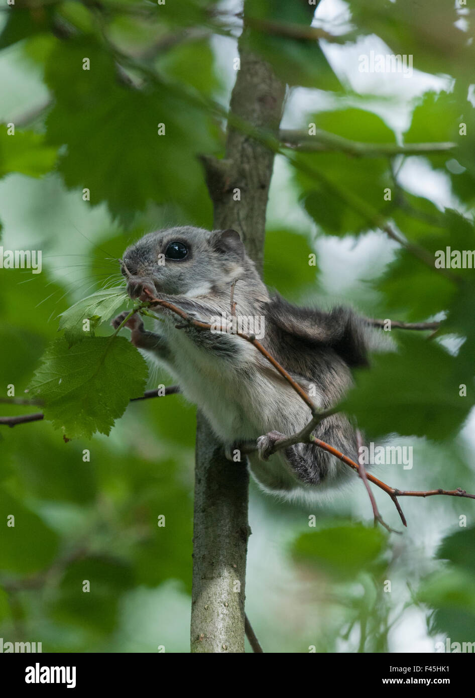 Siberian scoiattolo battenti (Pteromys volans) allattamento su foglie, Finlandia centrale, Giugno. Foto Stock