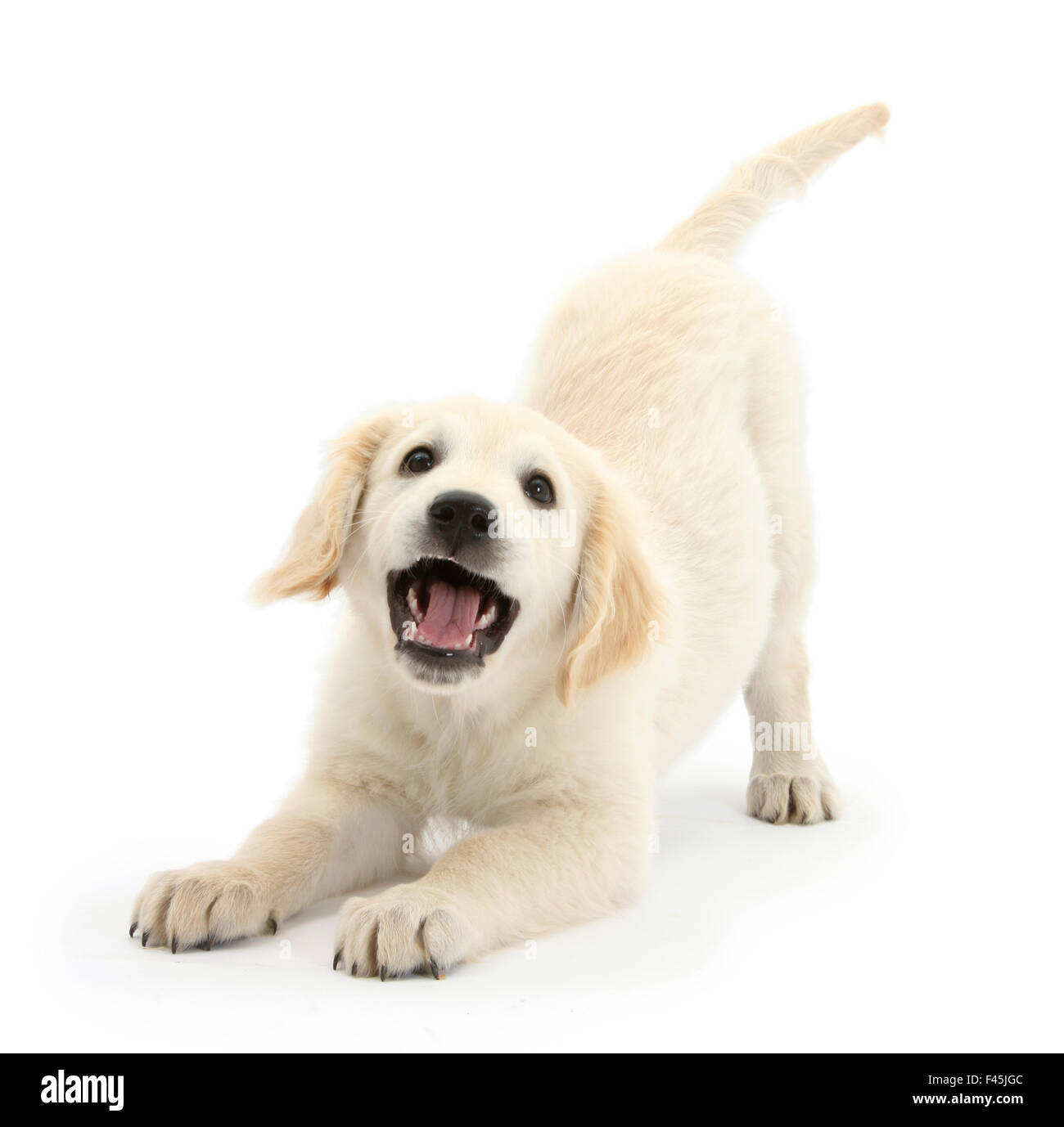 Golden Retriever cucciolo di cane, Oscar, 3 mesi, in gioco-bow, contro uno sfondo bianco Foto Stock