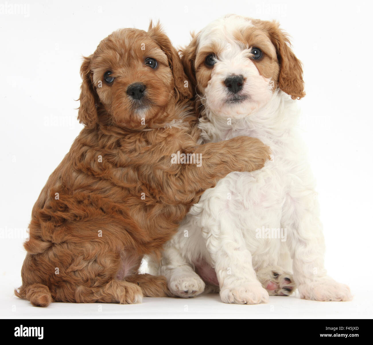 Carino e rosso-e-bianco cuccioli Cavapoo, 5 settimane, avvolgente, contro uno sfondo bianco Foto Stock