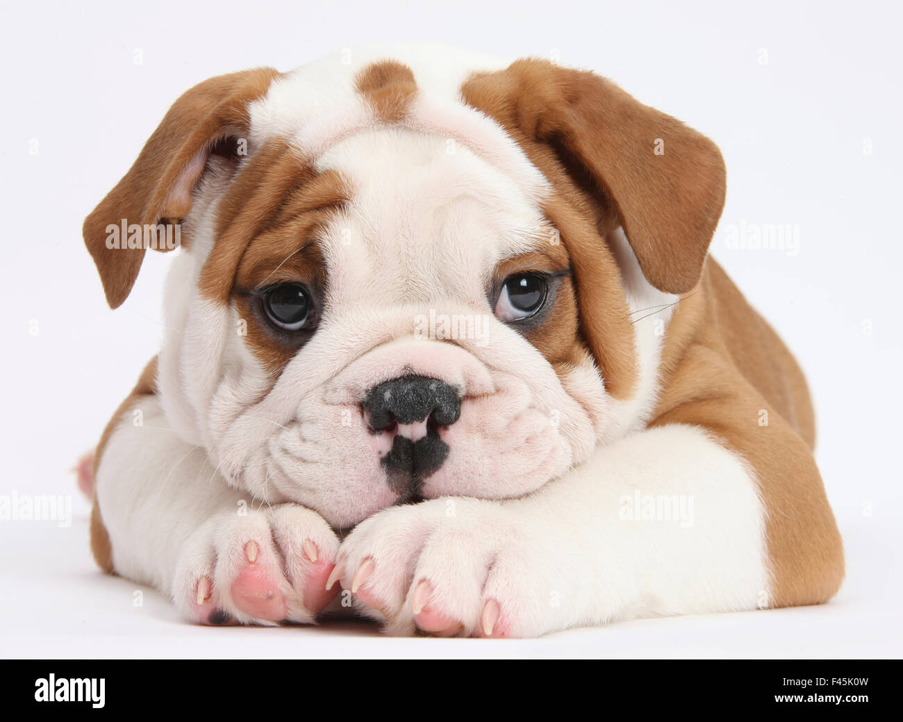Bulldog cucciolo con mento sulle zampe, contro uno sfondo bianco Foto Stock