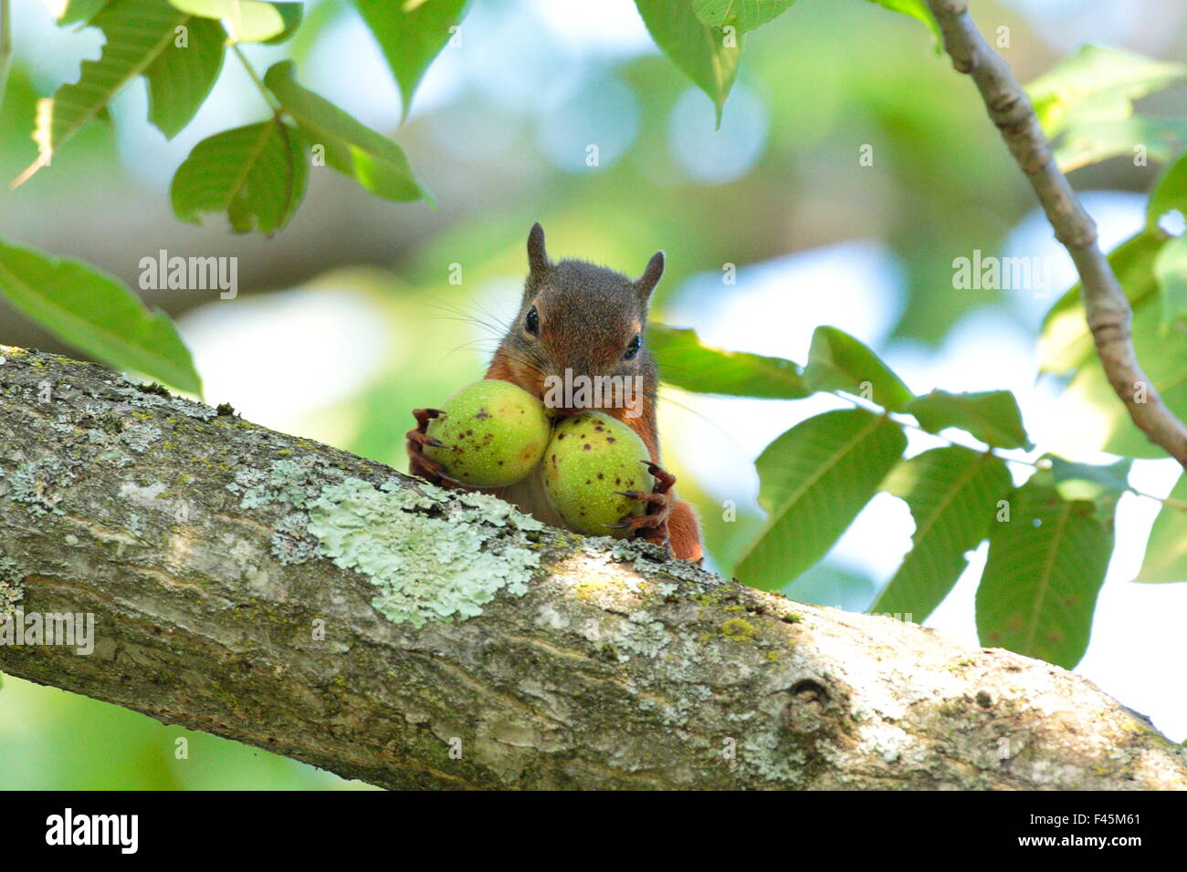 Giapponese scoiattolo (Sciurus lis) portante due noce (juglans ailantifolia), il monte Yatsugatake, Prefettura di Nagano, Giappone, Agosto. Specie endemiche. Foto Stock