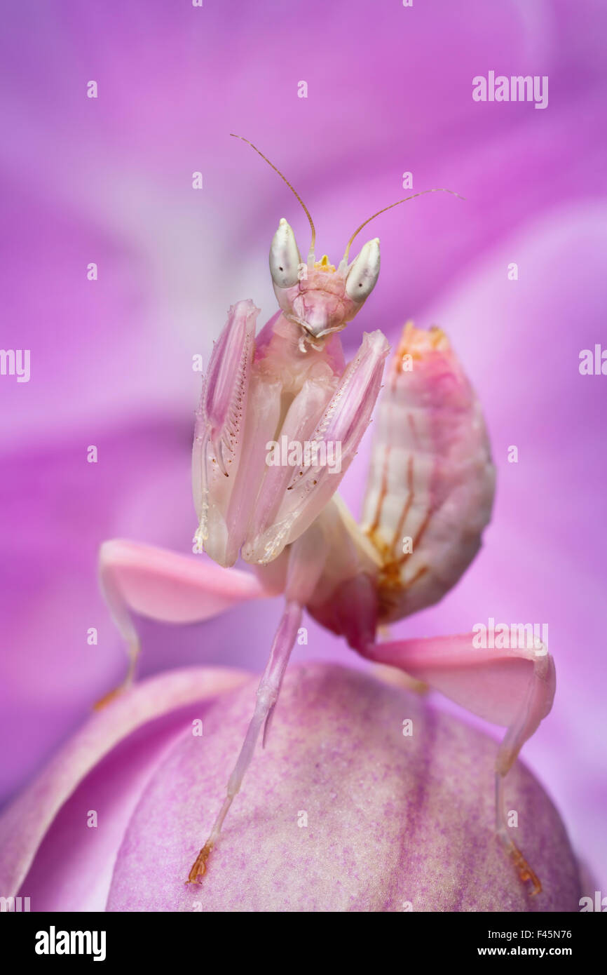 Malaysian Orchid Mantis (Hymenopus coronatus) colore rosa morph, mimetizzata su un'orchidea. Captive, dalla Malaysia. Foto Stock