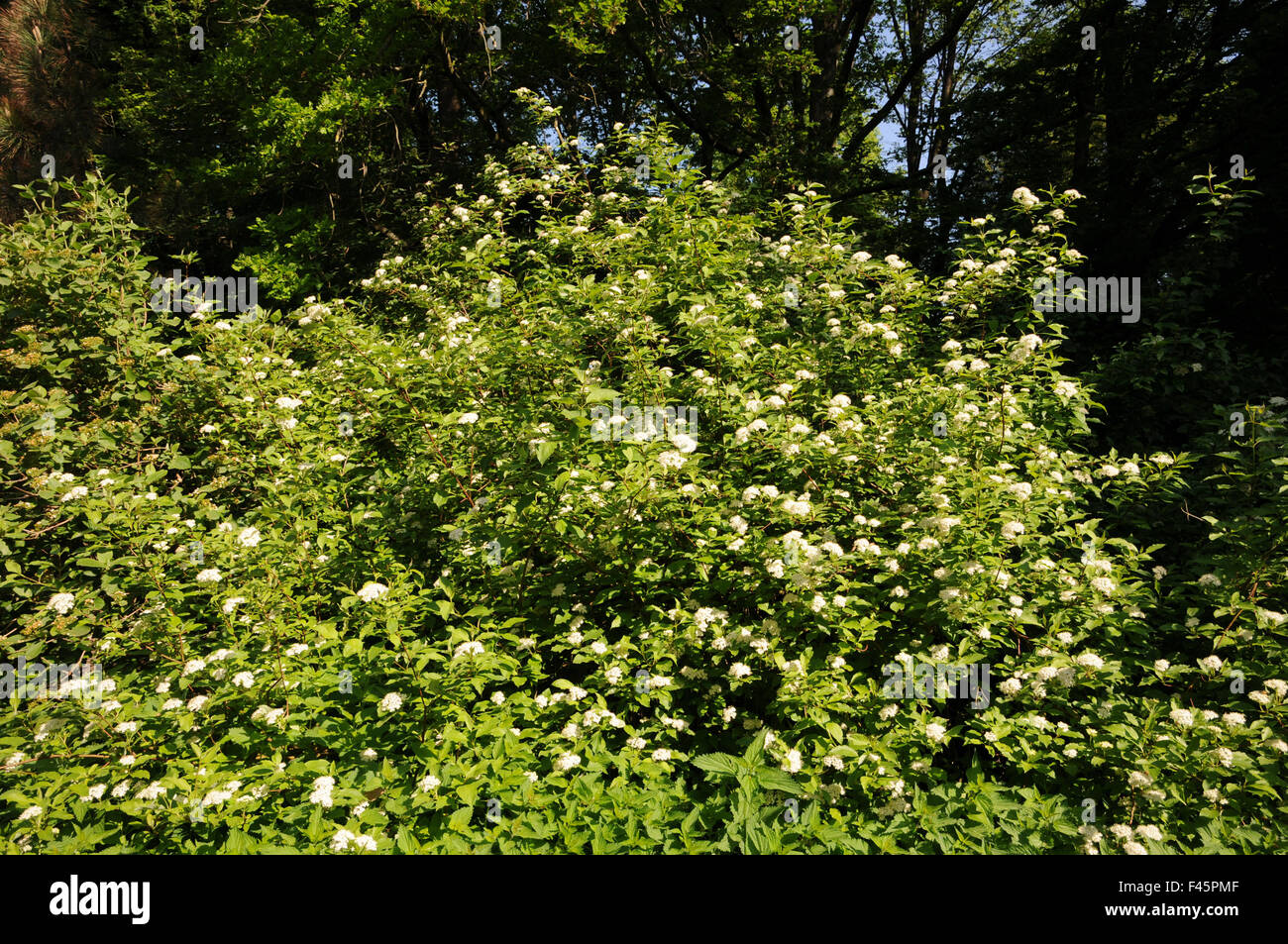 Cornus sanguinea Foto Stock