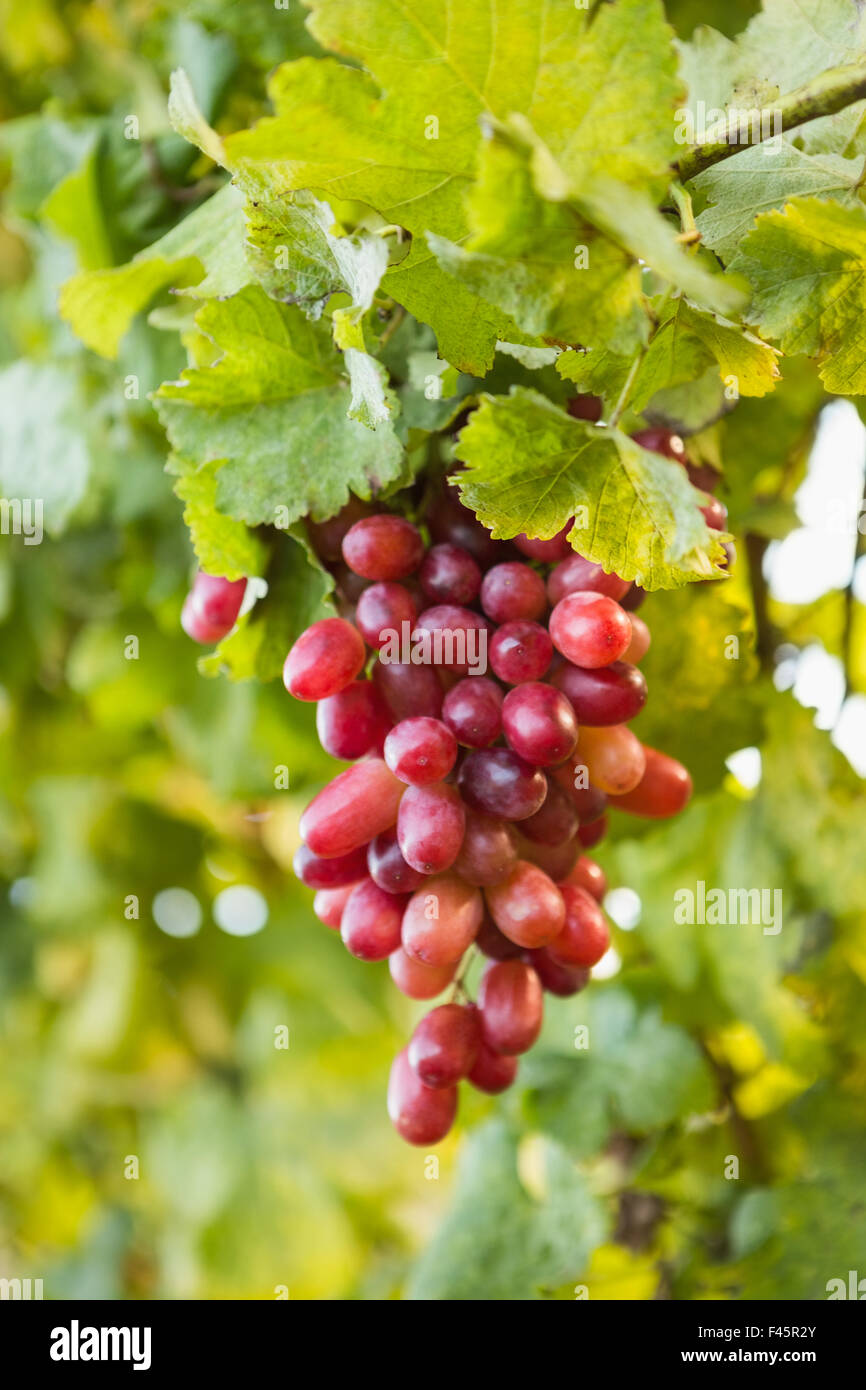 Un'uva in una vigna Foto Stock