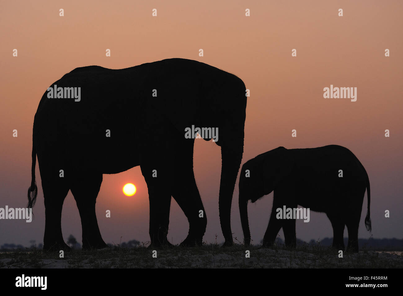 Elefante africano (Loxodonta africana) adulto e bambino stagliano, fiume Chobe, Botswana, Agosto, specie vulnerabili. Foto Stock