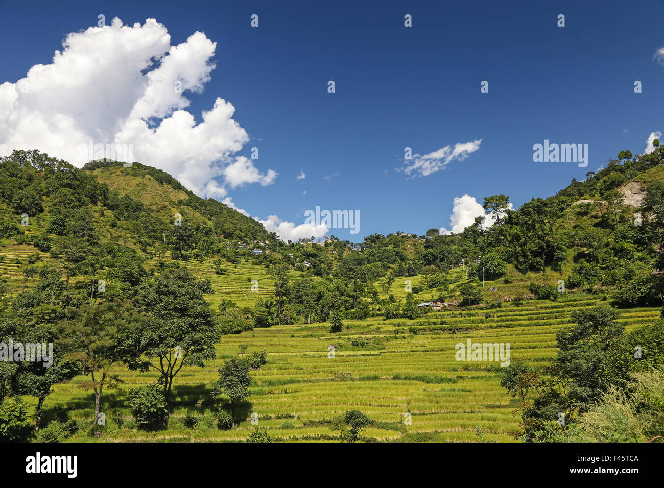 Terrazze di riso Foto Stock