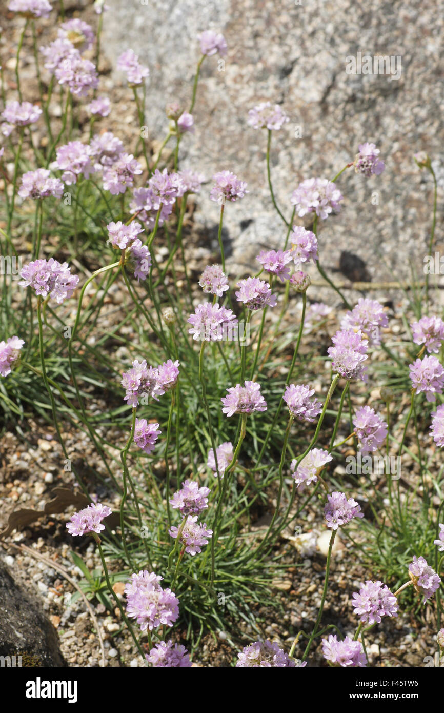 Mare rosa Foto Stock