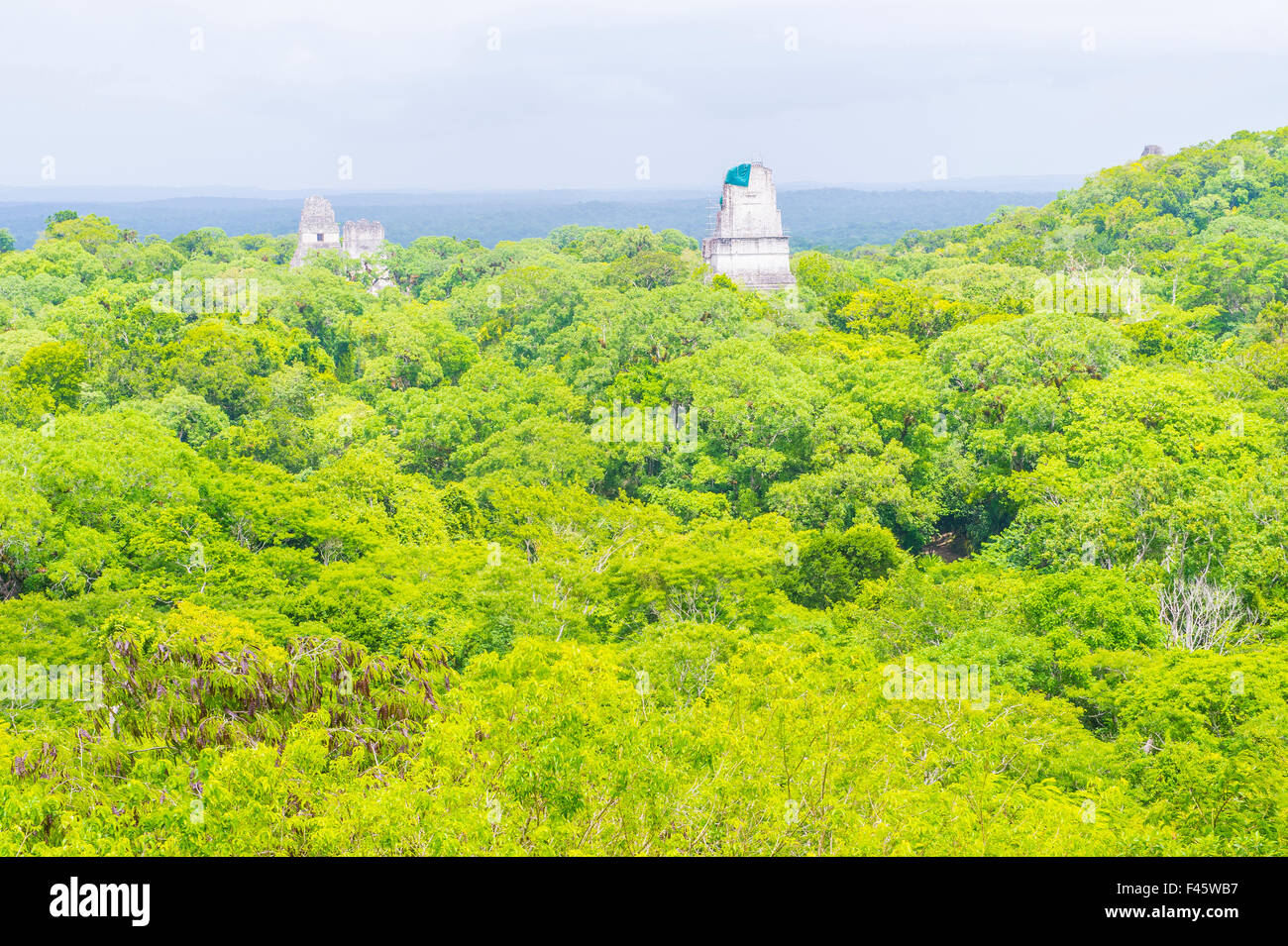 Vista su Guatemala foresta di pioggia nel Parco Nazionale di Tikal Foto Stock