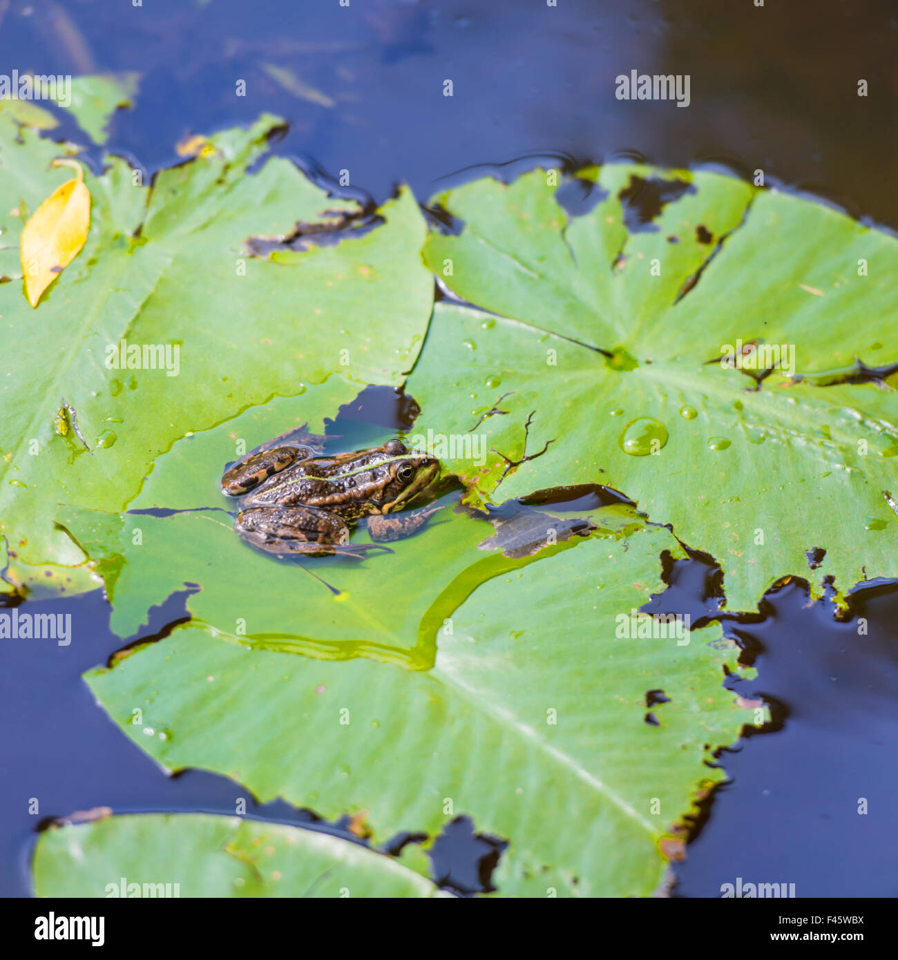 Seduta di rana su foglia Foto Stock