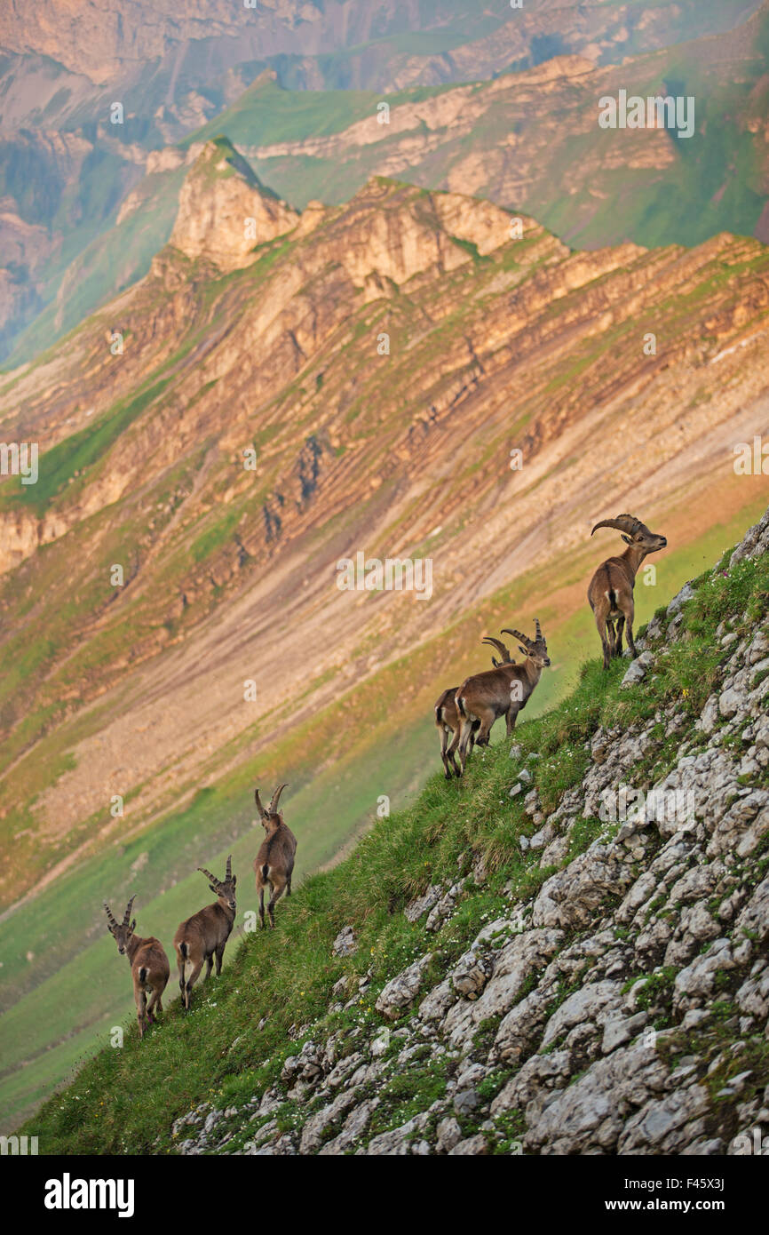 Stambecco delle Alpi (Capra ibex) gruppo di sei giovani maschi, Alpi Bernesi, Svizzera, Luglio. Foto Stock