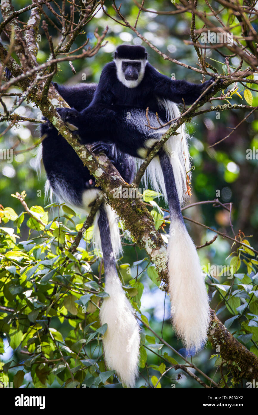 Mantled (guereza Colobus guereza) le scimmie nella foresta di Harenna. Bale Mountains National Park, Etiopia. Foto Stock