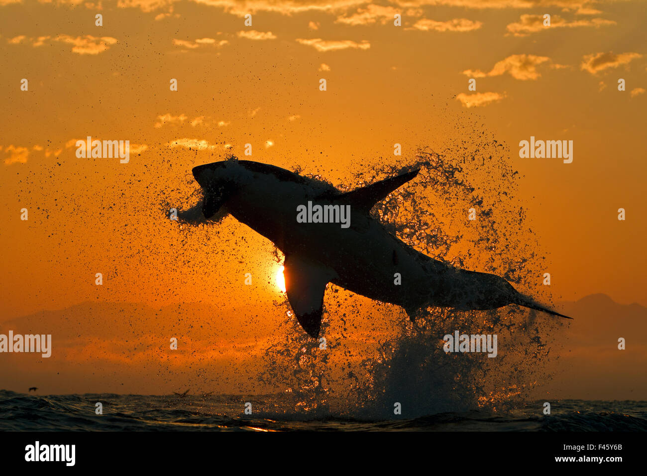 Il grande squalo bianco (Carchardon carcharias) violazione sulla guarnizione decoy all'alba, False Bay, Sud Africa Foto Stock