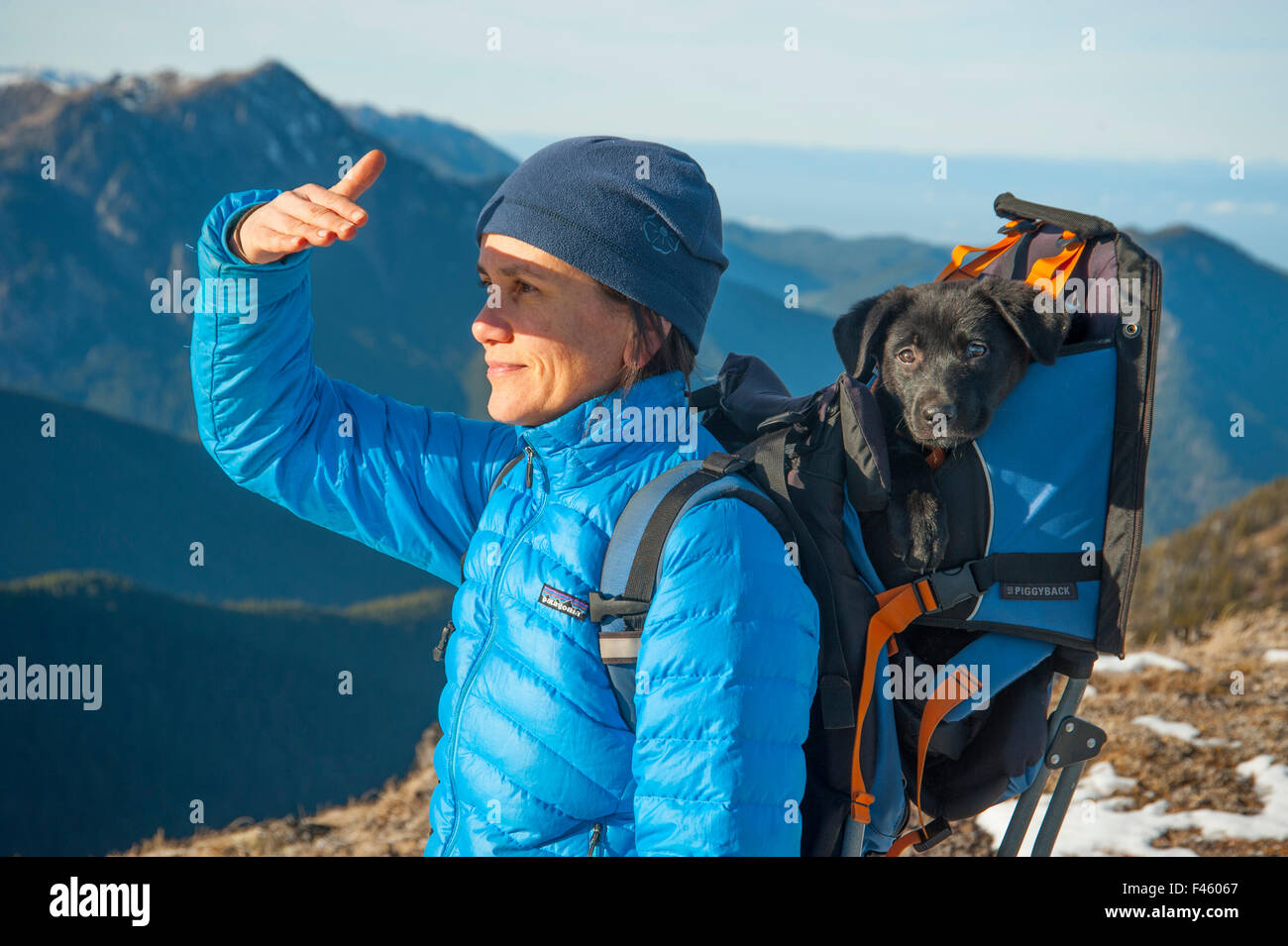Donna escursionista con stanco puppy in uno zaino, Mount Townsend, Northwest Olympic National Park, Penisola Olimpica, Washington, Stati Uniti d'America. Novembre 2013. Modello rilasciato. Foto Stock