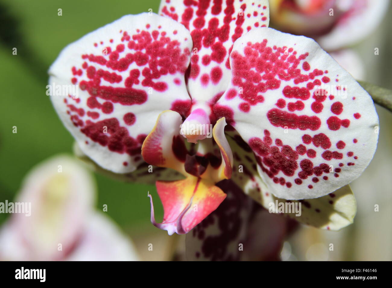 Piuttosto orchidea bianca con macchie di colore rosa Foto Stock
