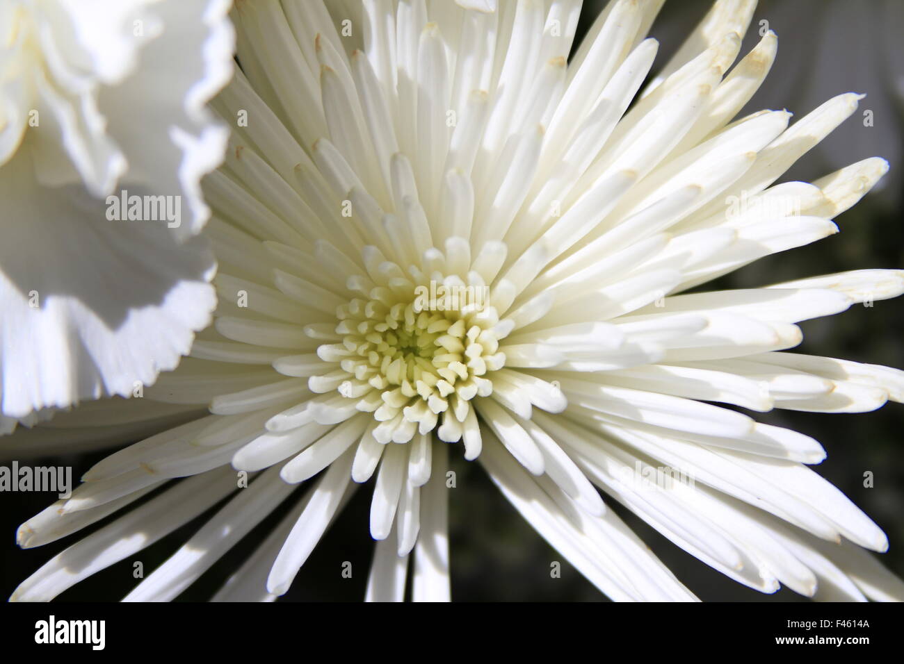 Bella bianca spider mamma fiore fotografia macro Foto Stock