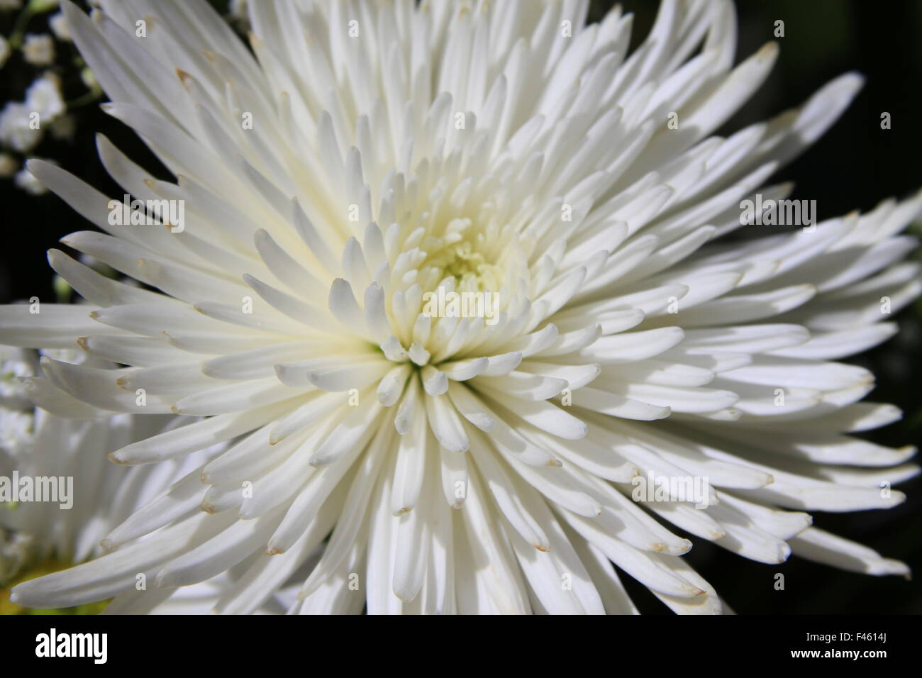 Bella bianca spider mamma fiore fotografia macro Foto Stock