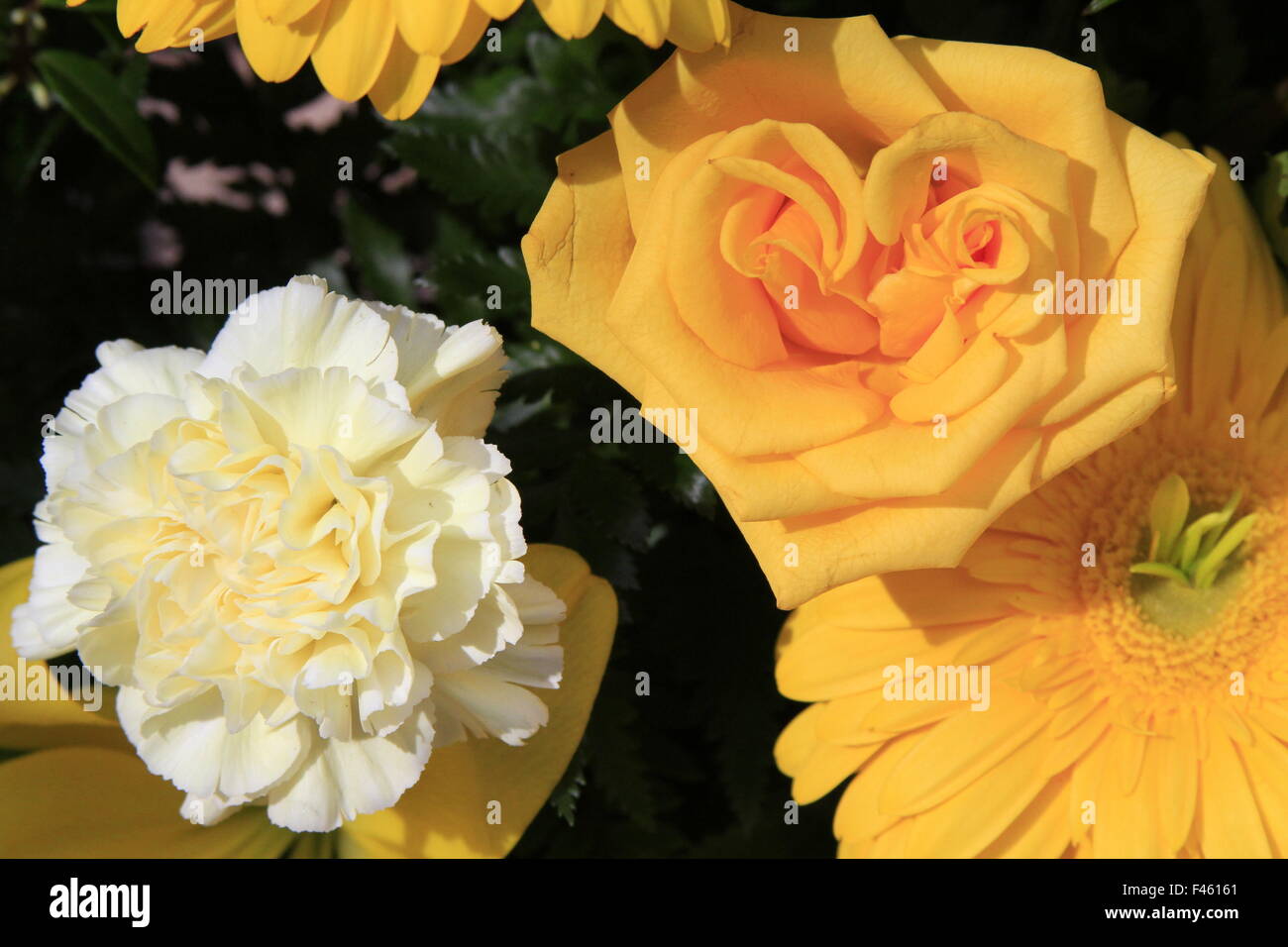 Splendida sistemazione floreale con una rosa gialla e garofano bianco Foto Stock