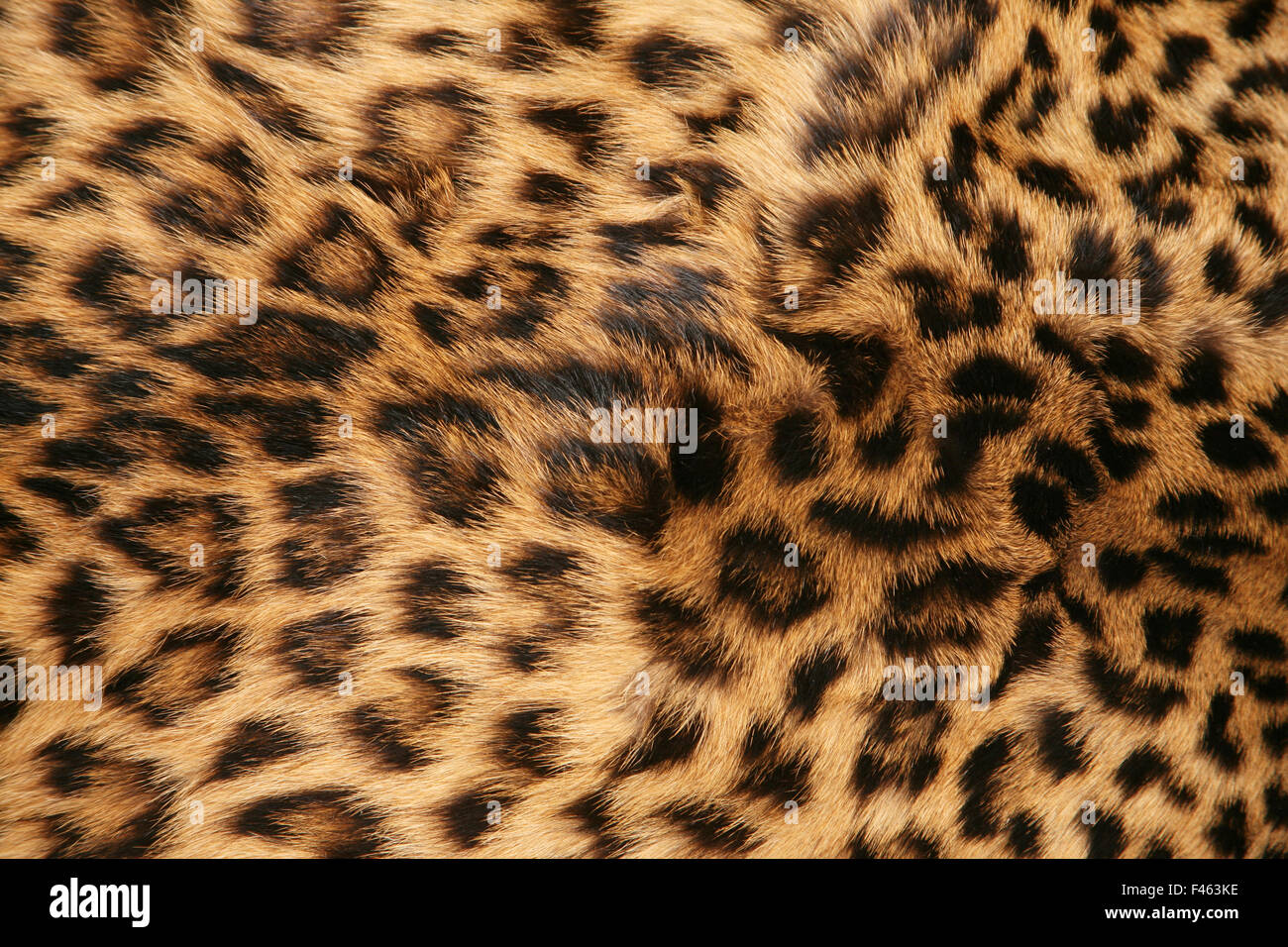 Pelle di leopardo Foto Stock