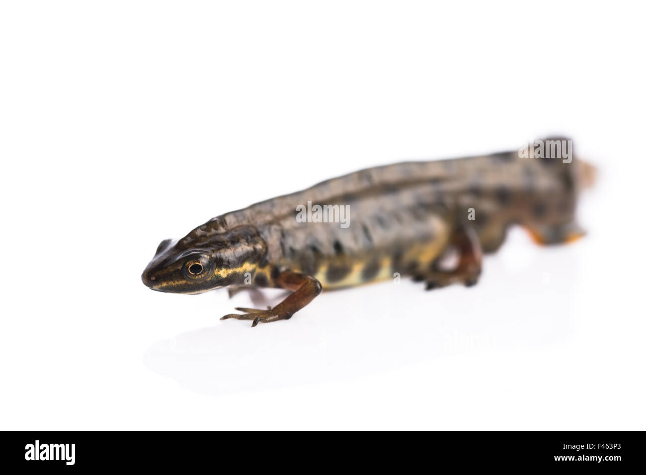 Newt liscia su sfondo bianco Foto Stock