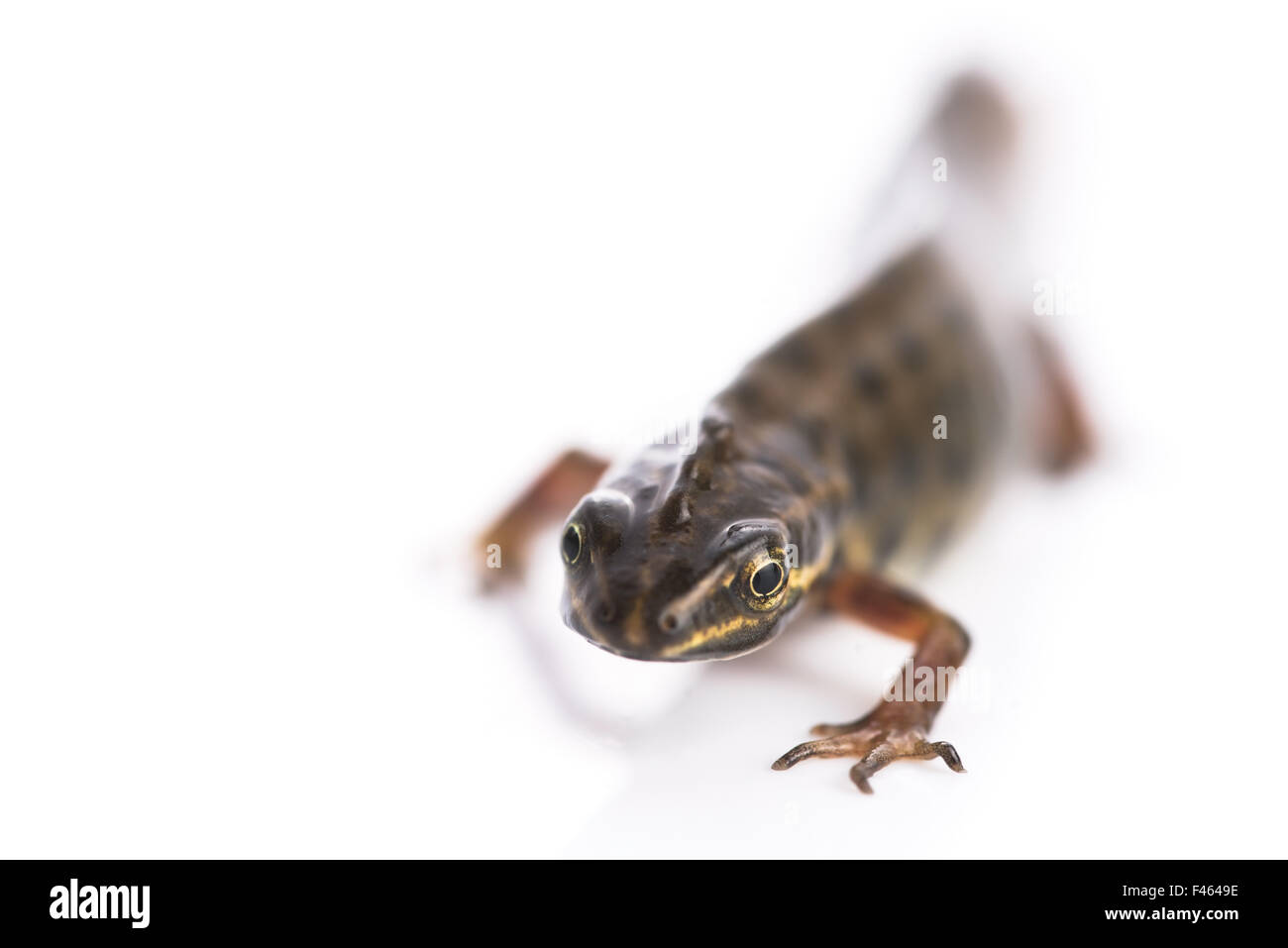 Newt liscia su sfondo bianco Foto Stock