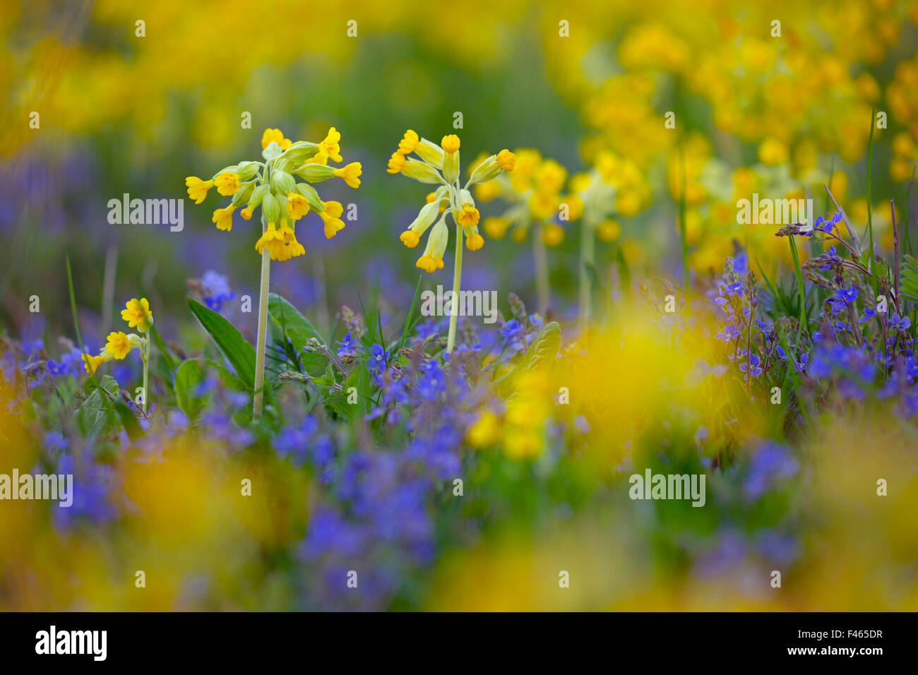 Cowslips (Primula veris) cresce in azienda agricola biologica. Norfolk, Regno Unito, Aprile. Foto Stock