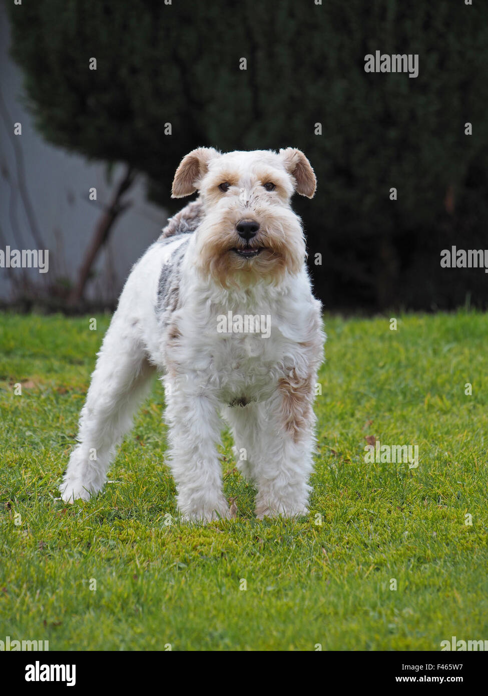 Fox terrier Foto Stock