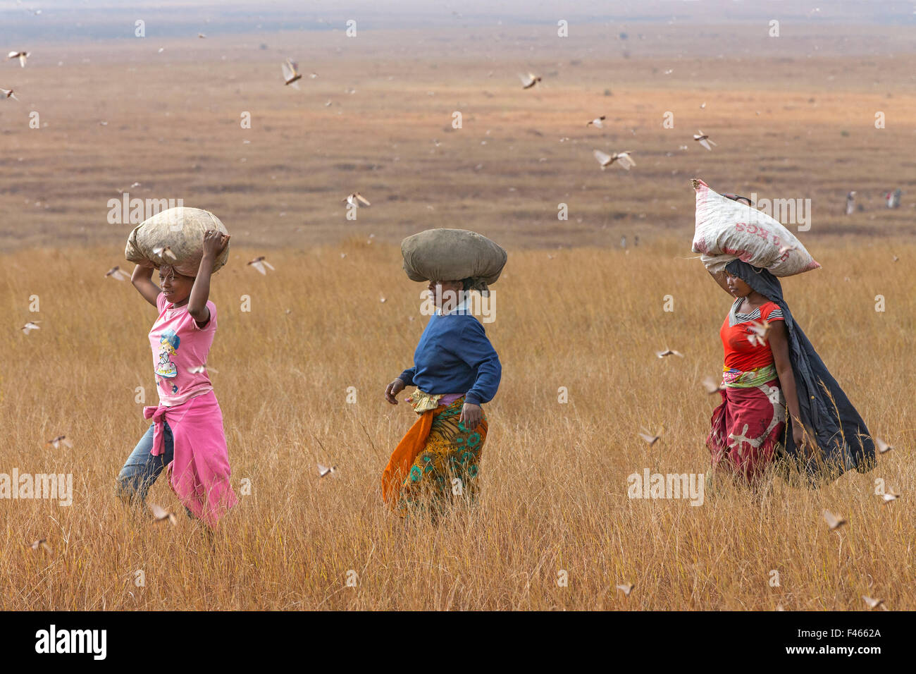 Le donne che trasportano sacchi di cavallette migratorie (Locusta migratoria capito) sulle loro teste, per il consumo umano, vicino Isalo National Park, Madagascar. Agosto 2013. Foto Stock
